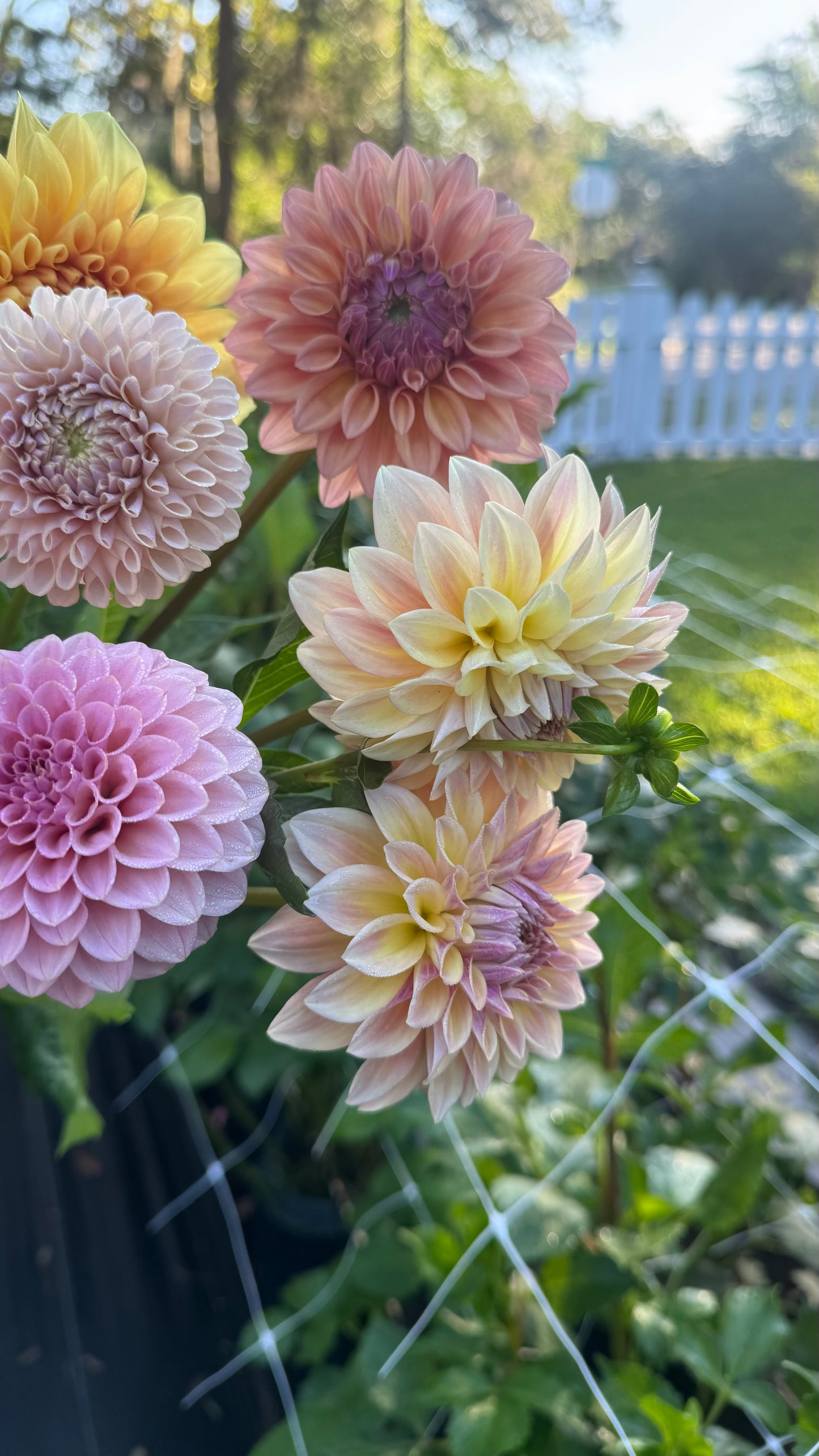Mixed Dahlia Bunch
