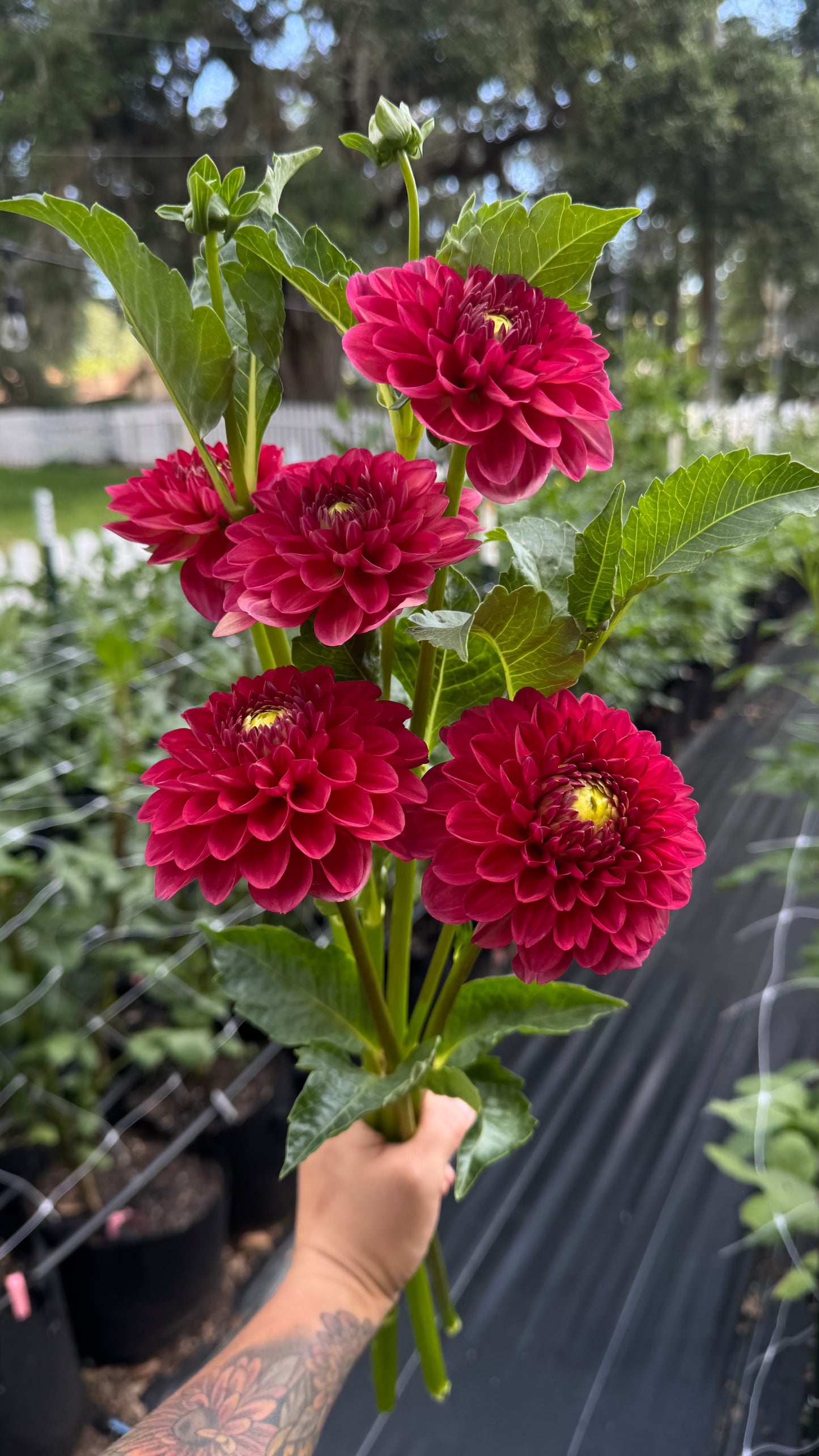 Dahlias - Coseytown Mason