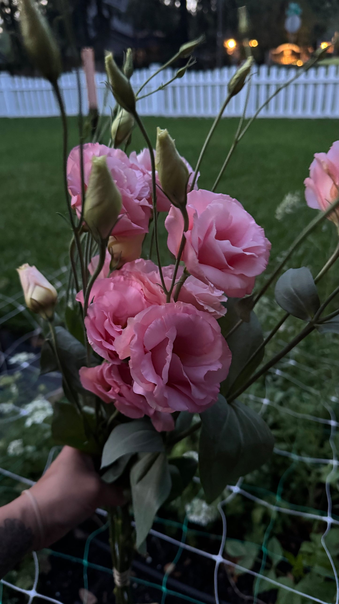 Arena 3 Apricot Lisianthus (5-7stm)