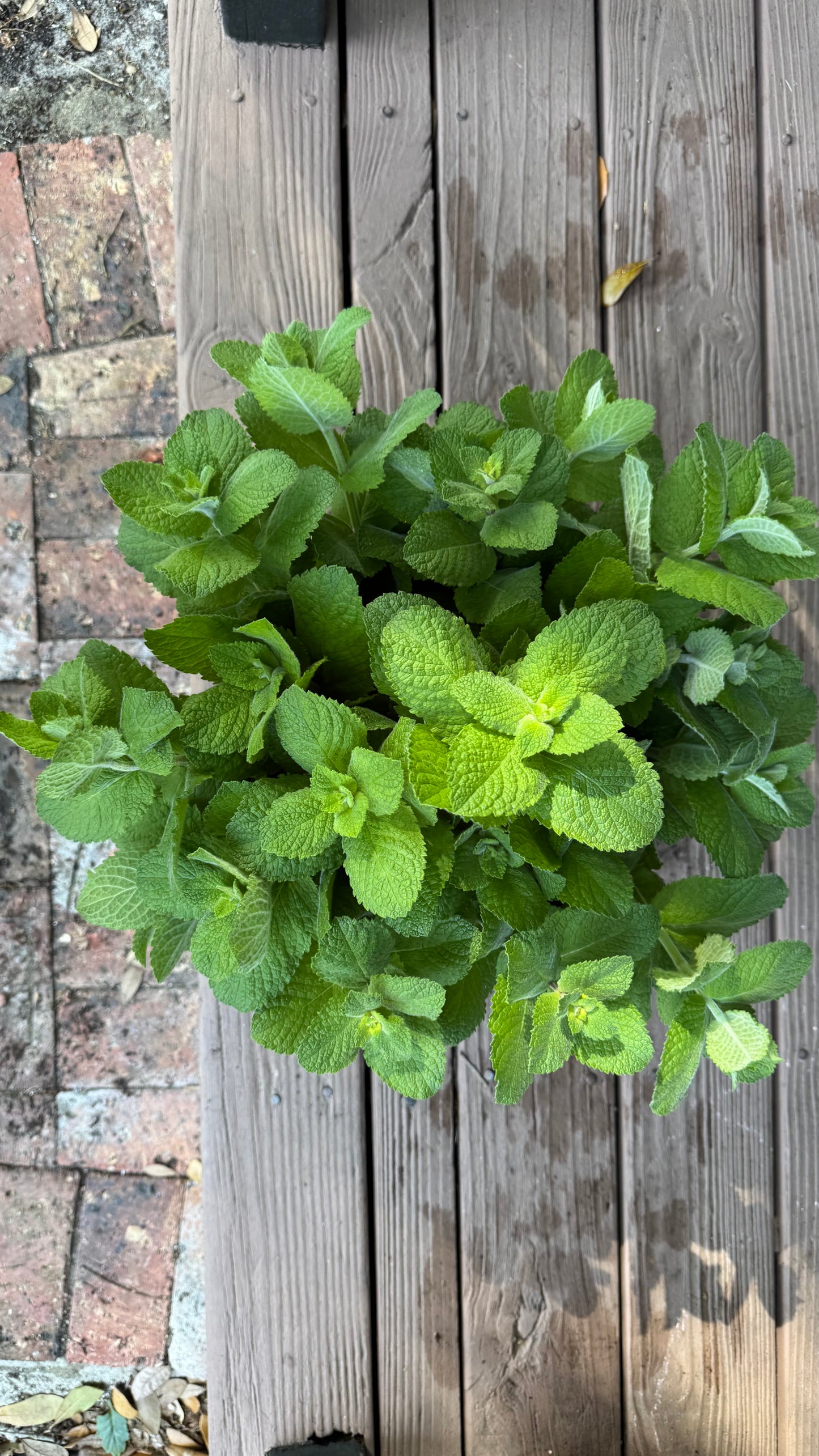 Apple Mint