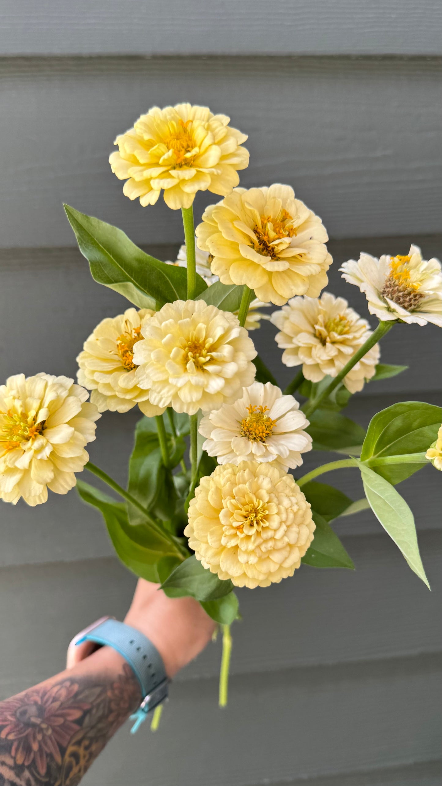 Oklahoma Ivory Zinnia