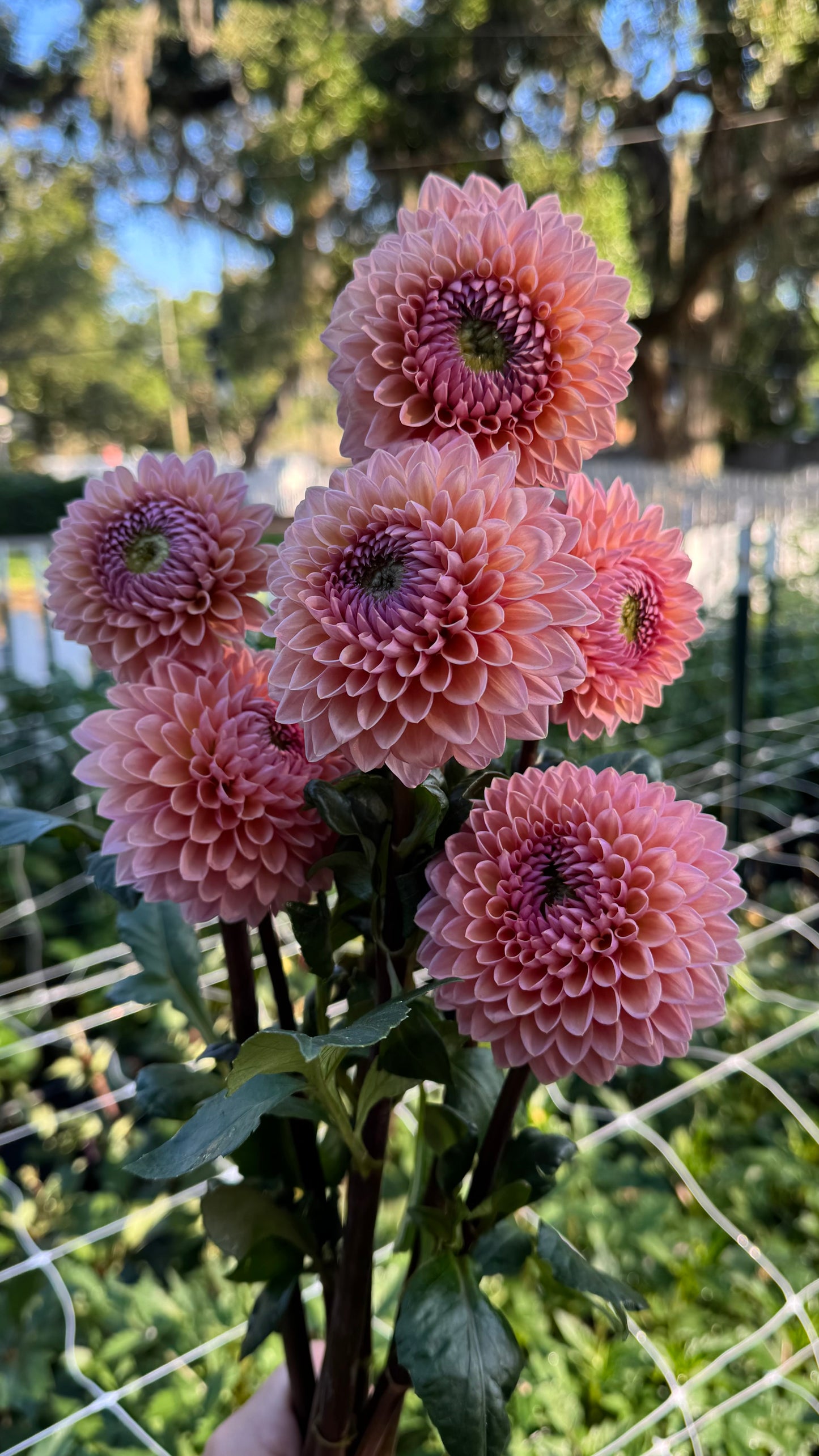 Dahlia - sweet sanne bunch