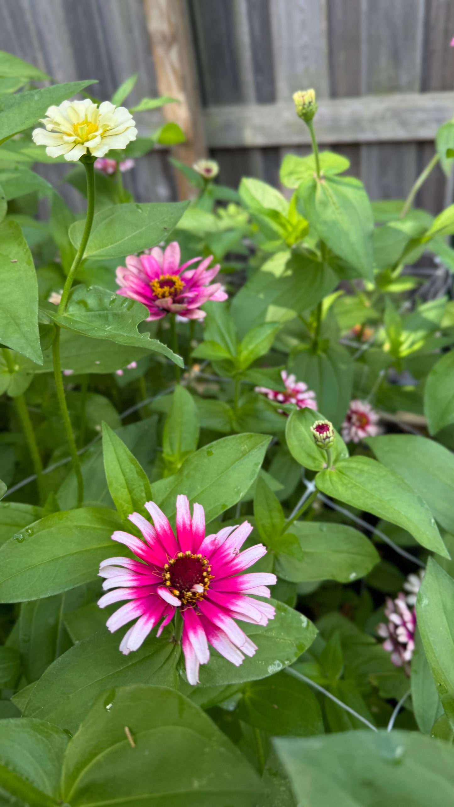 Mazurkia zinnia