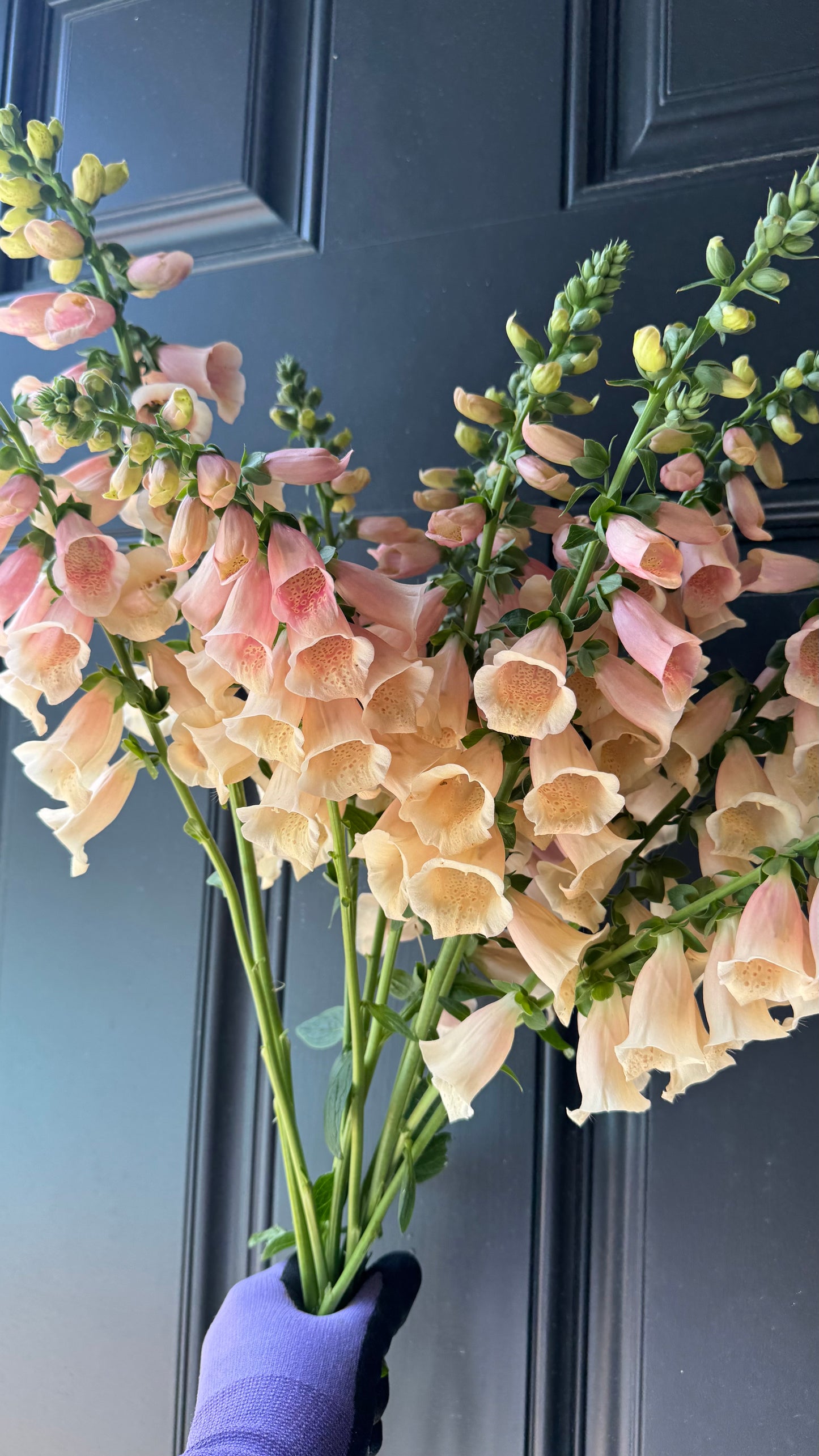 Late season Peach Foxglove