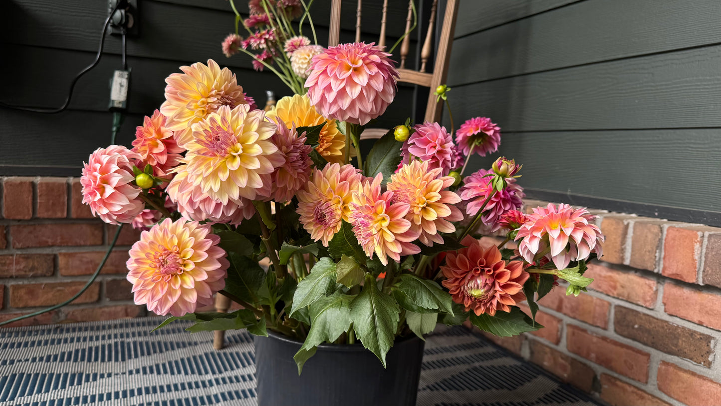 Mixed Dahlias - yellow, peach and pink