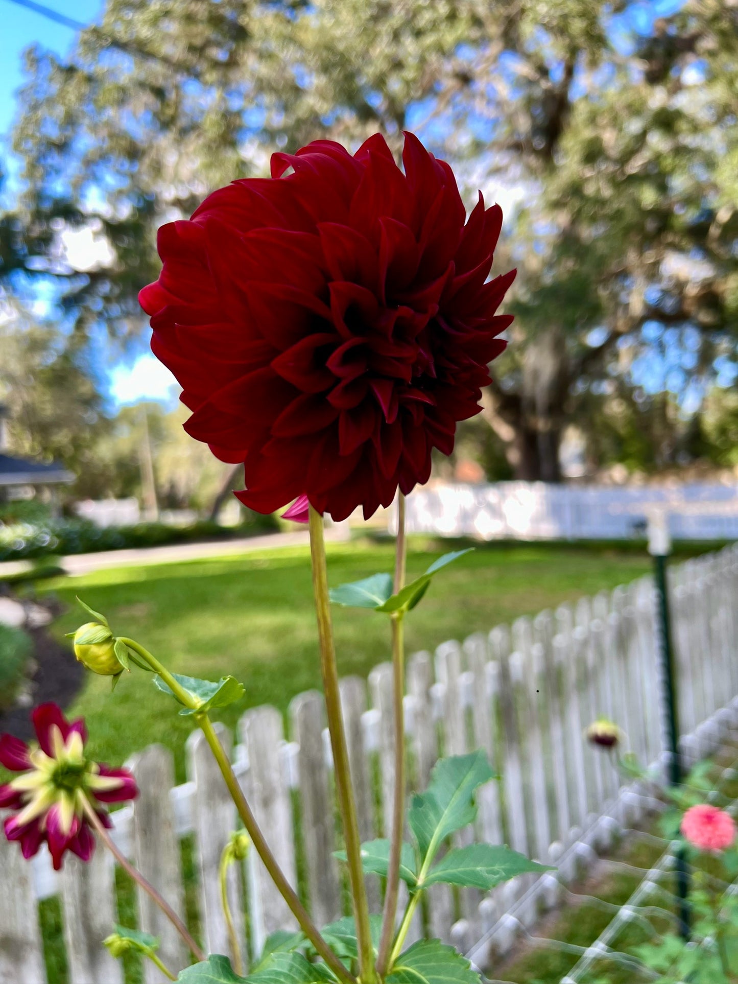 Spartacus Dahlia Tuber