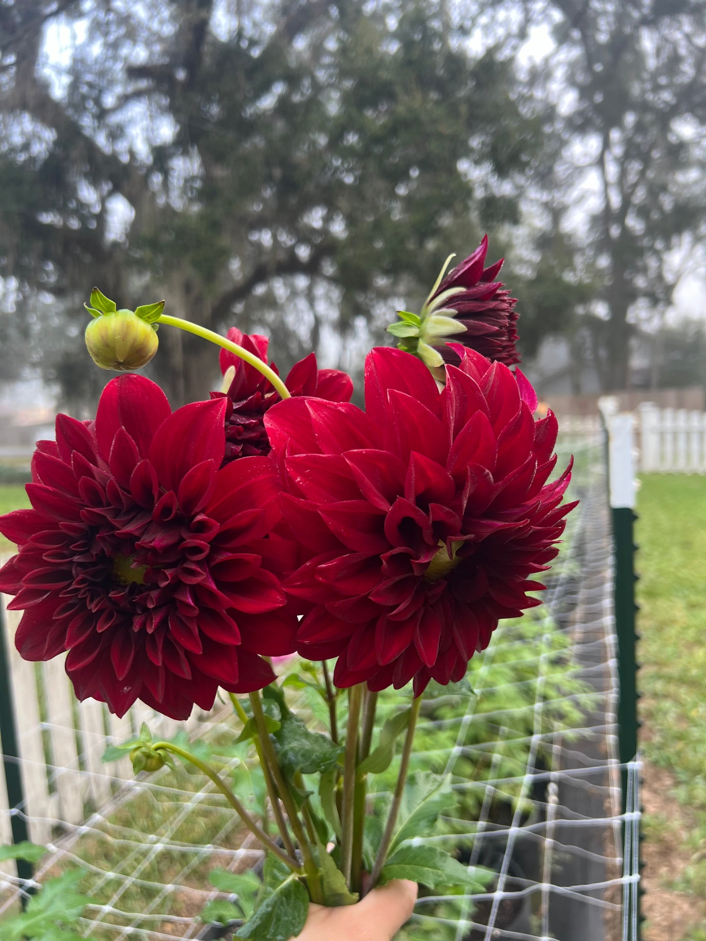 Spartacus Dahlia Tuber