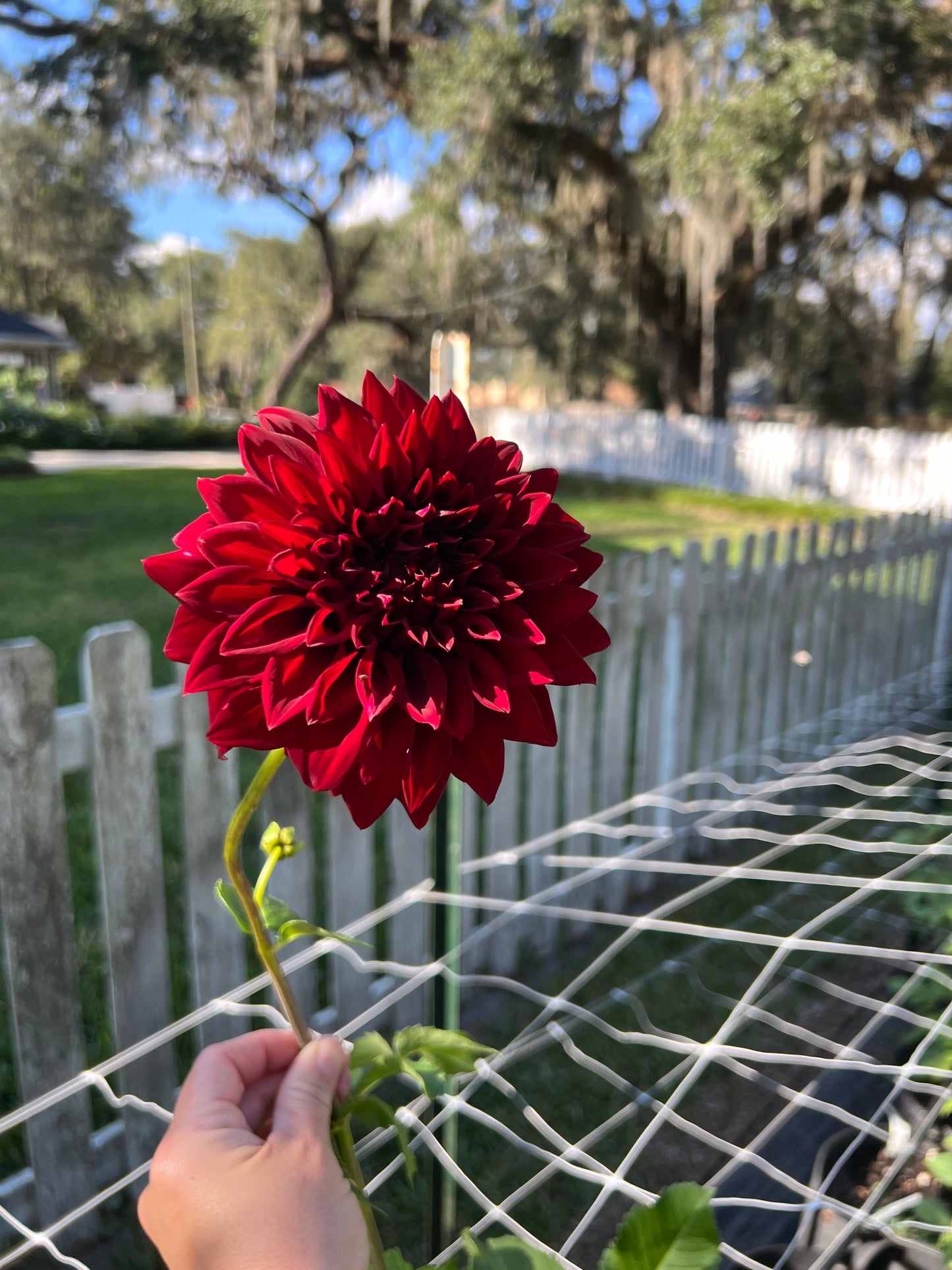 Spartacus Dahlia Tuber