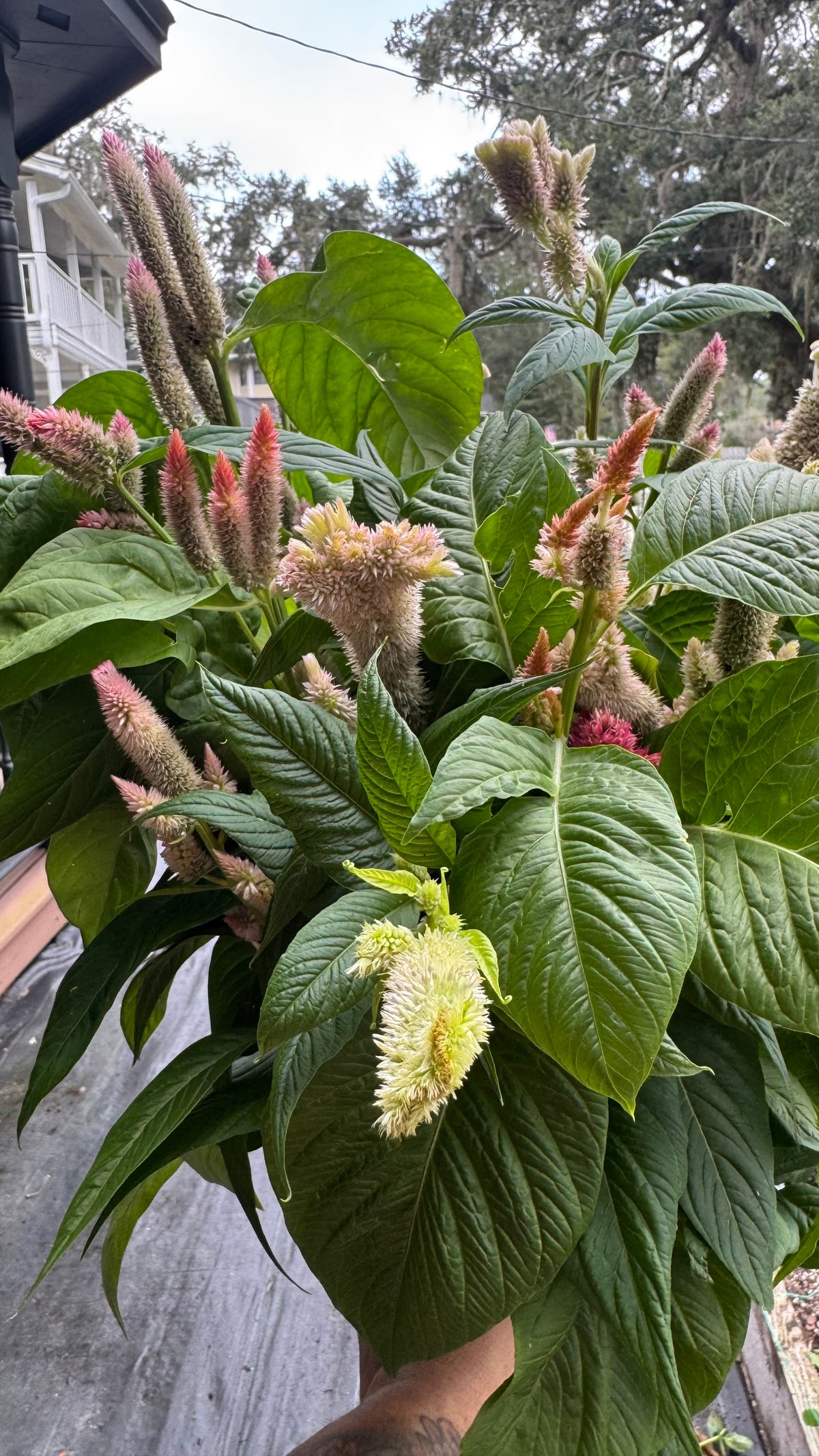 Cockscomb Supercrest Mix Celosia