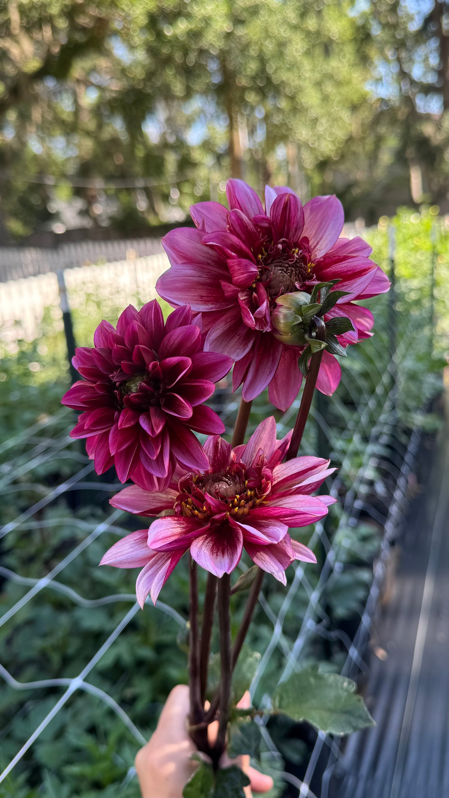 Dahlia - Seniors Hope