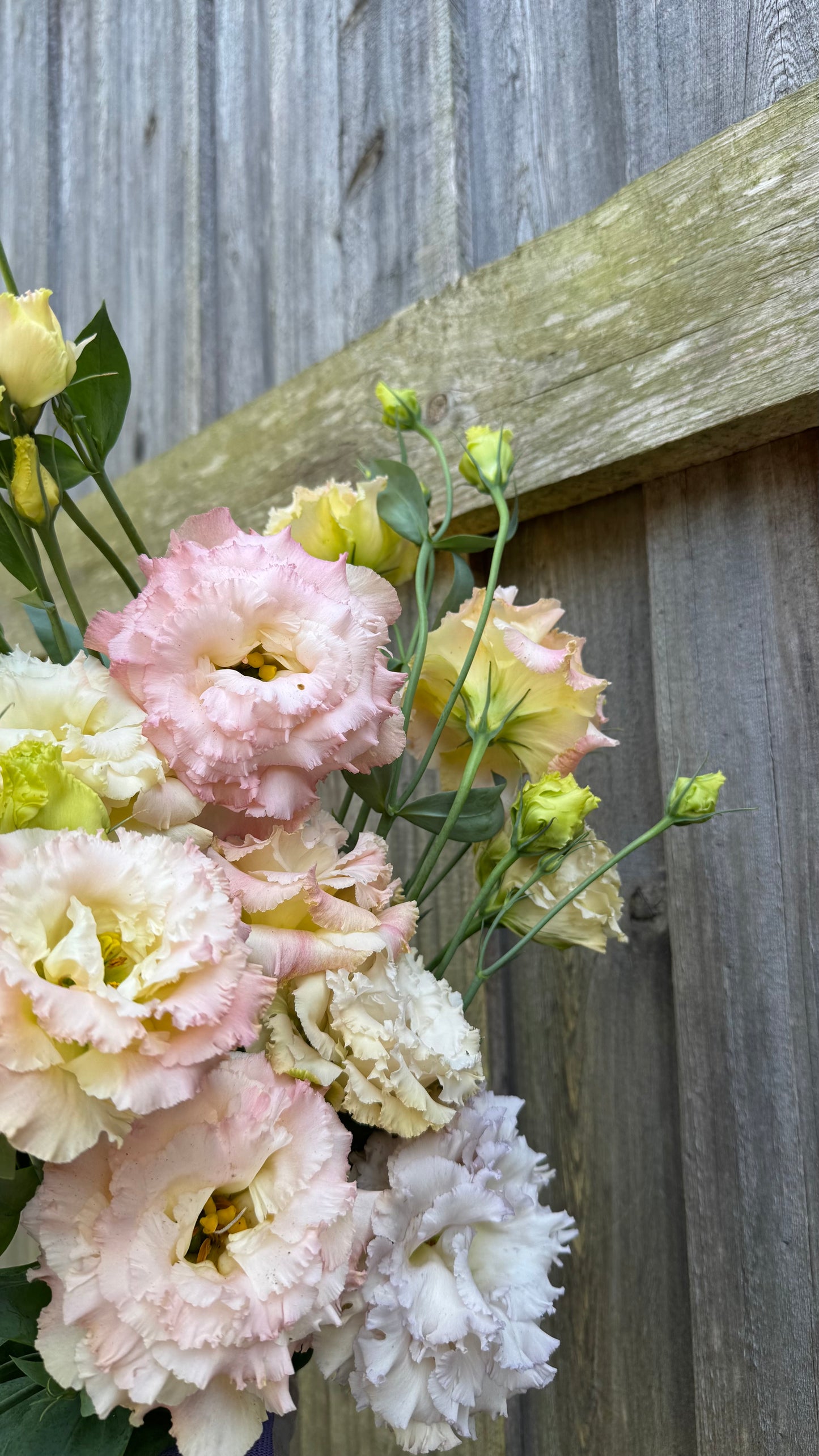 Lisianthus - Voyage Champagne -5stm