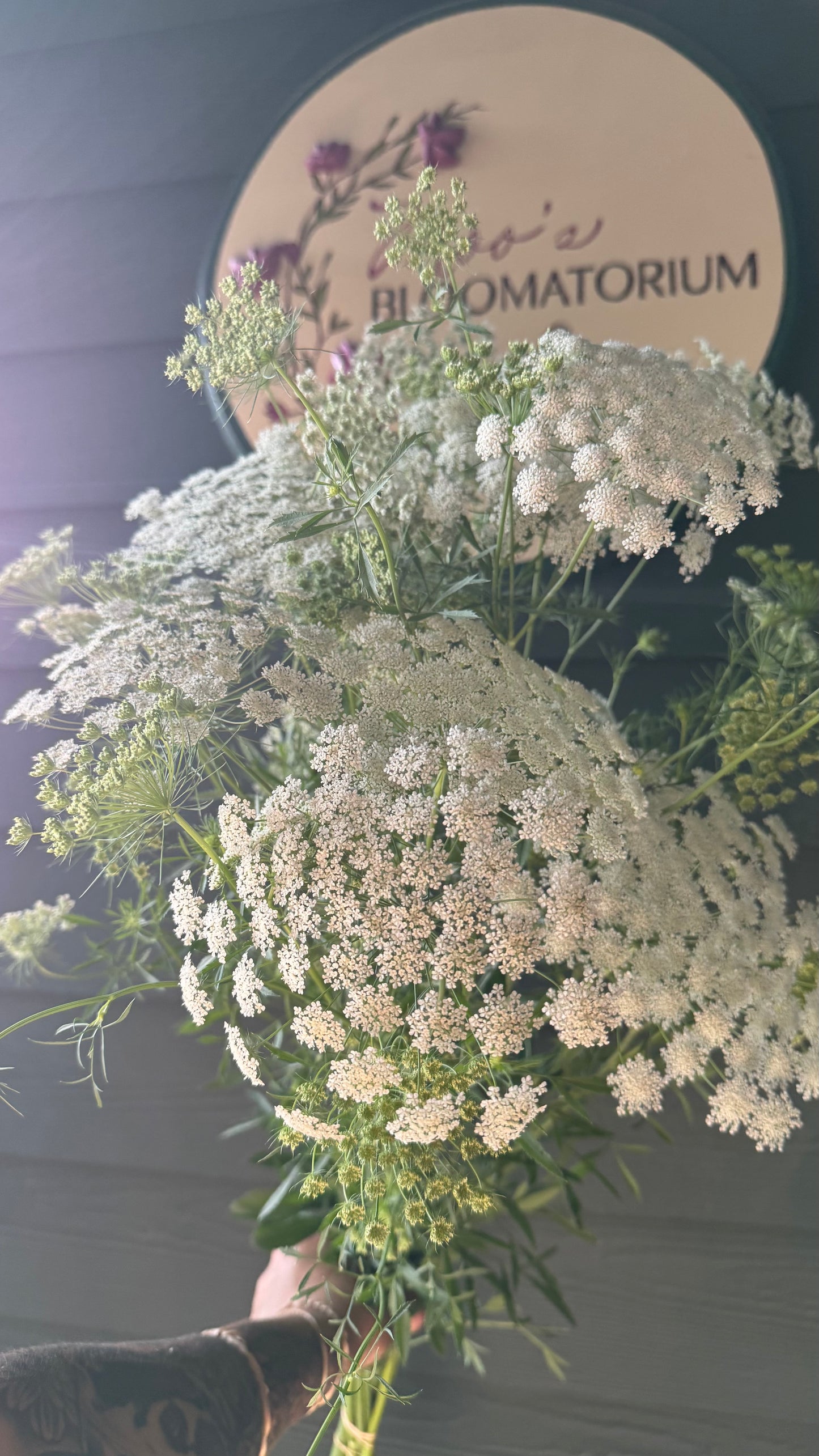 Queen Anne’s Lace