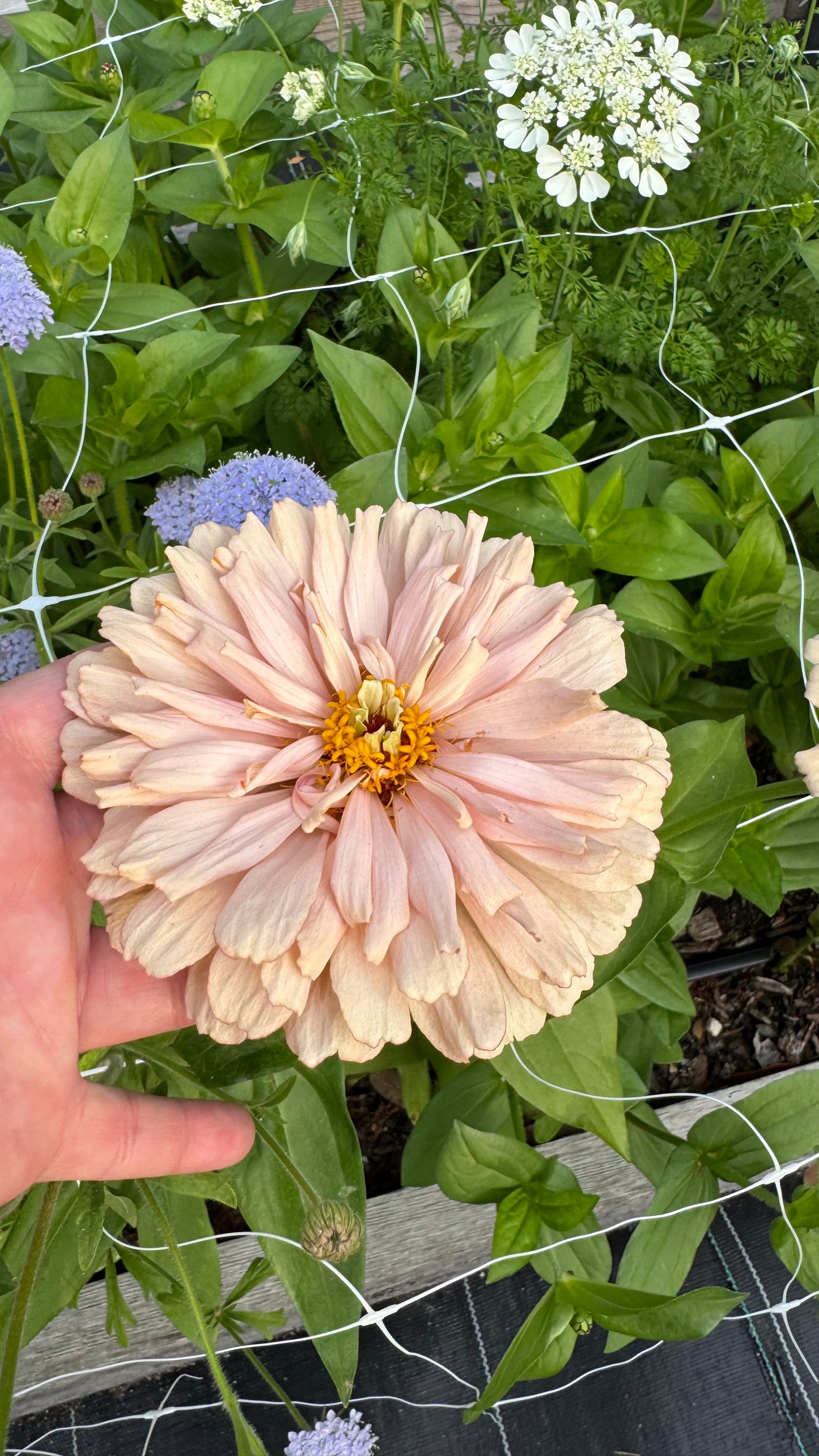 Ballerina zinnias