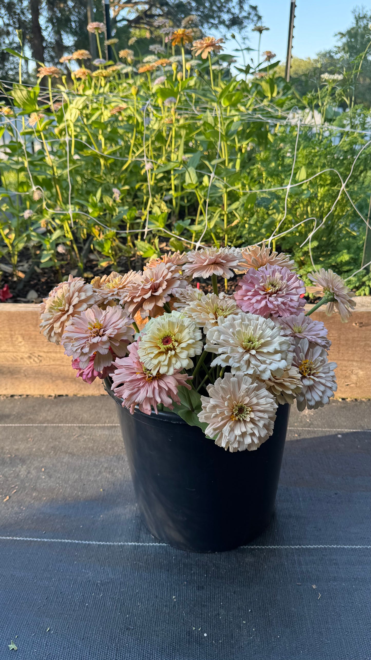Ballerina zinnias