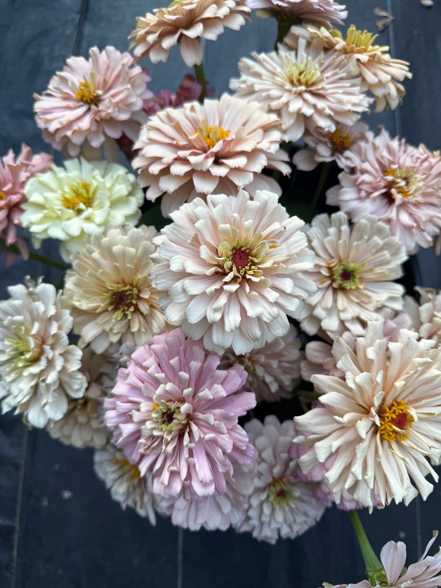 1.5 bunch Ballerina Zinnias