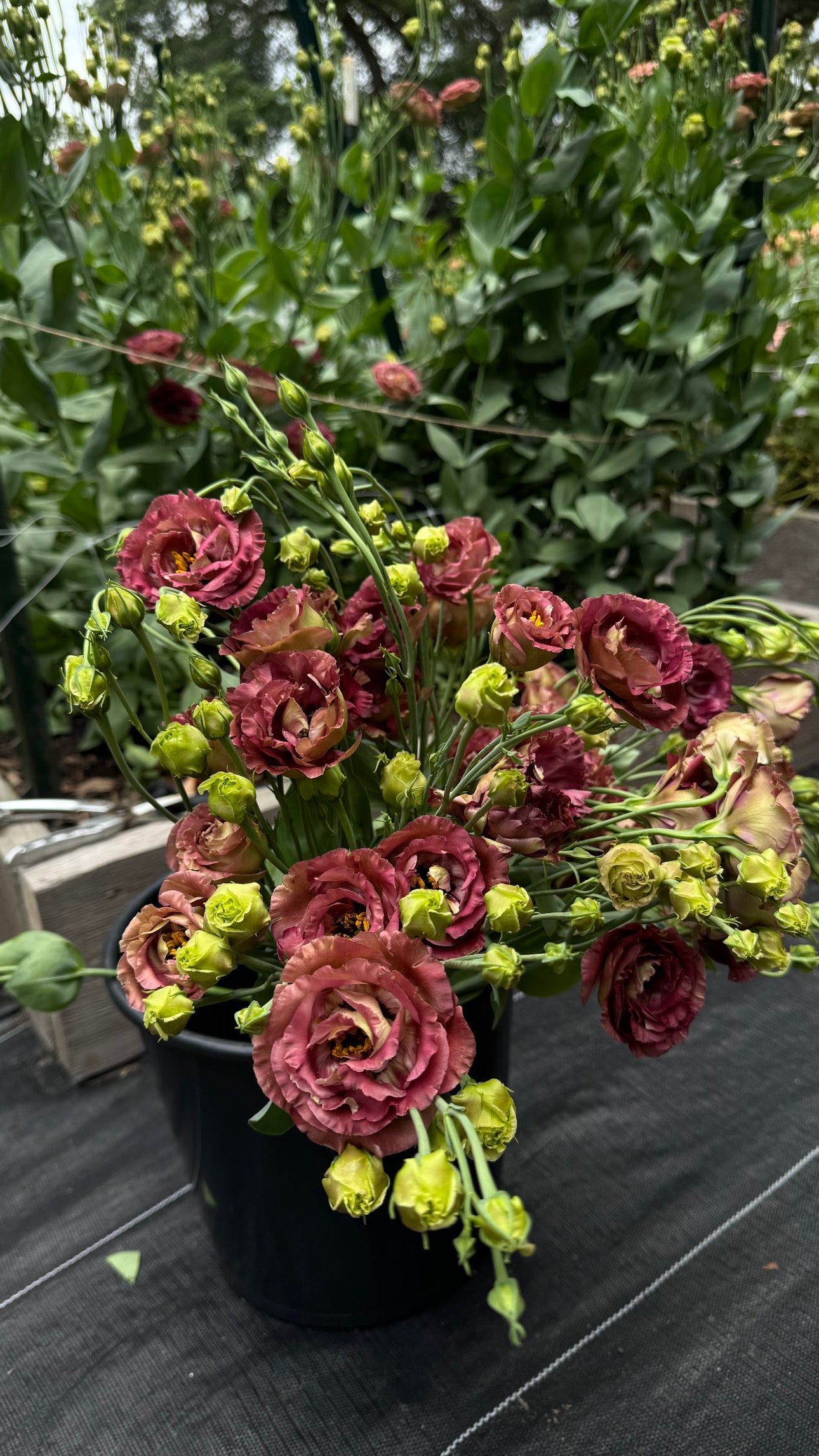 Roseanne Brown Lisianthus