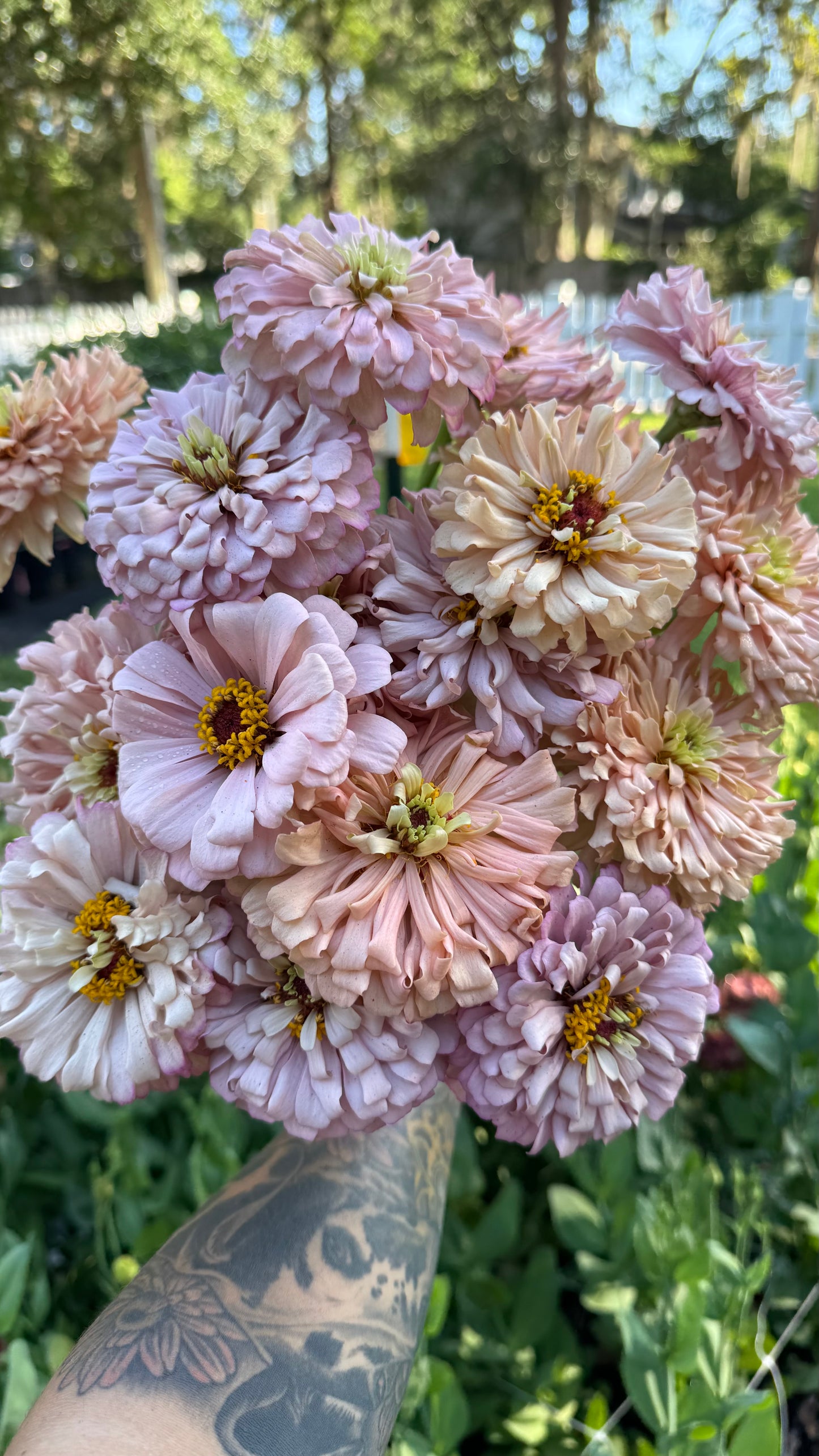 Ballerina zinnias