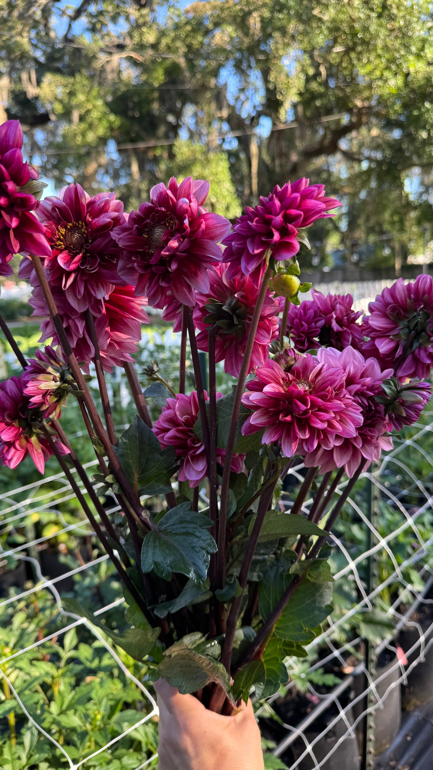 Dahlia - Seniors Hope