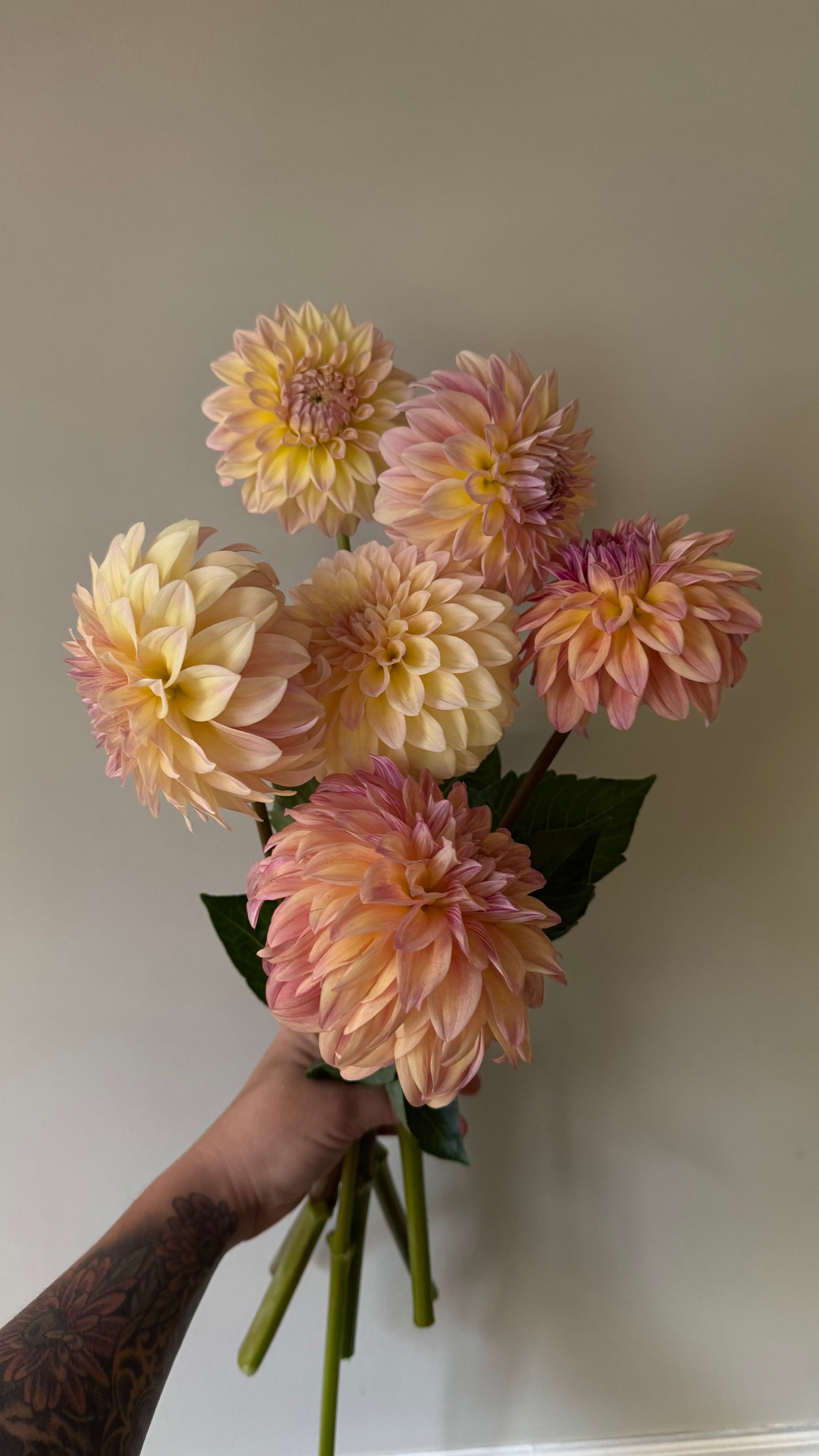 Miss Amara Dahlia