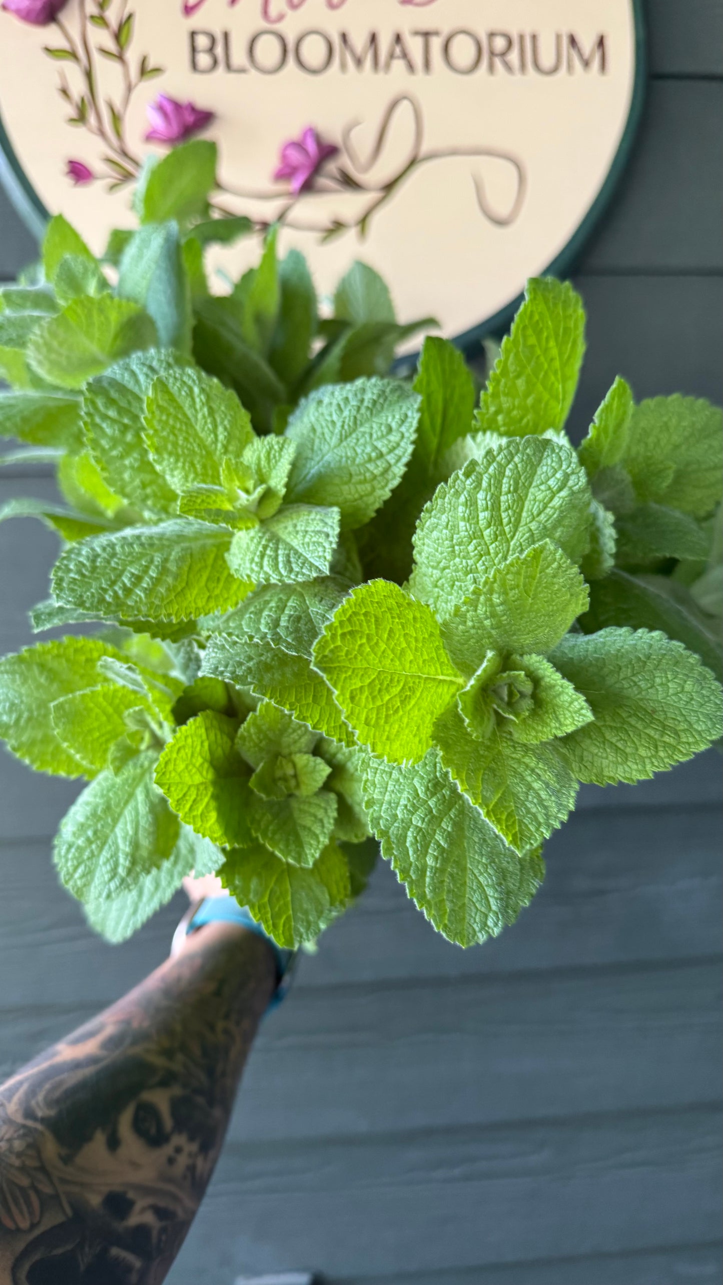 Apple Mint
