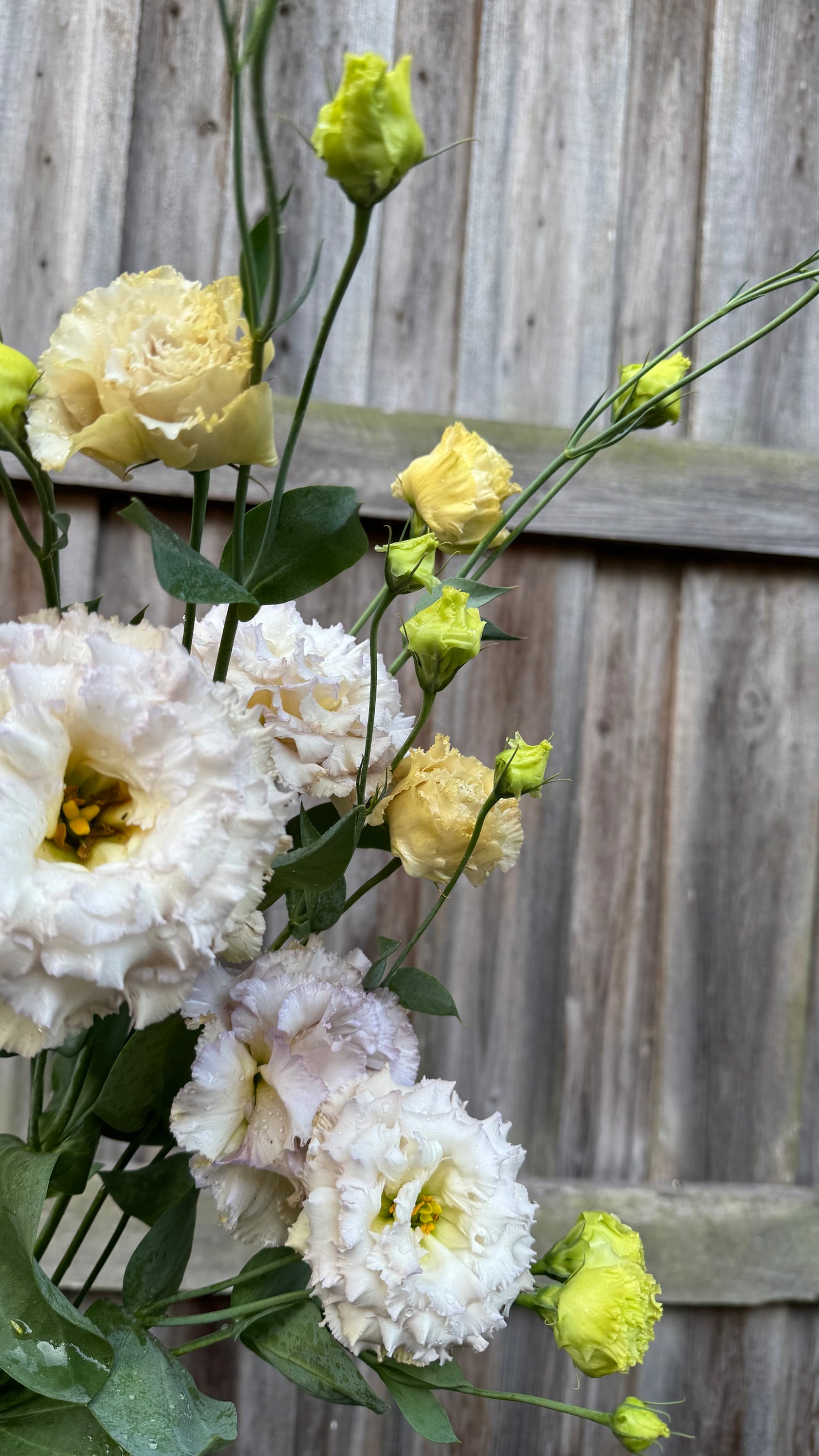 Lisianthus - Cheteau Blue - 5stm
