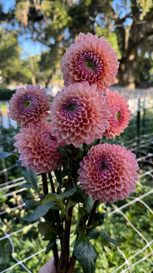 Dahlia - sweet sanne bunch