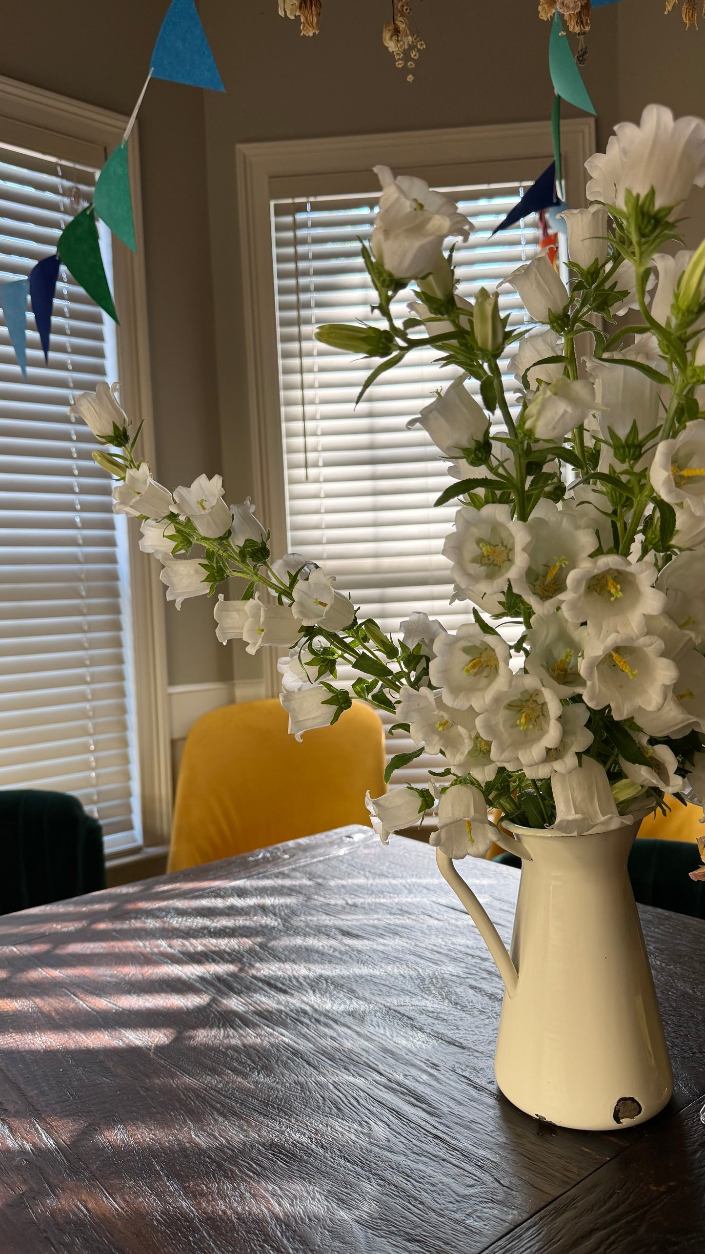 Campanula Champion II White