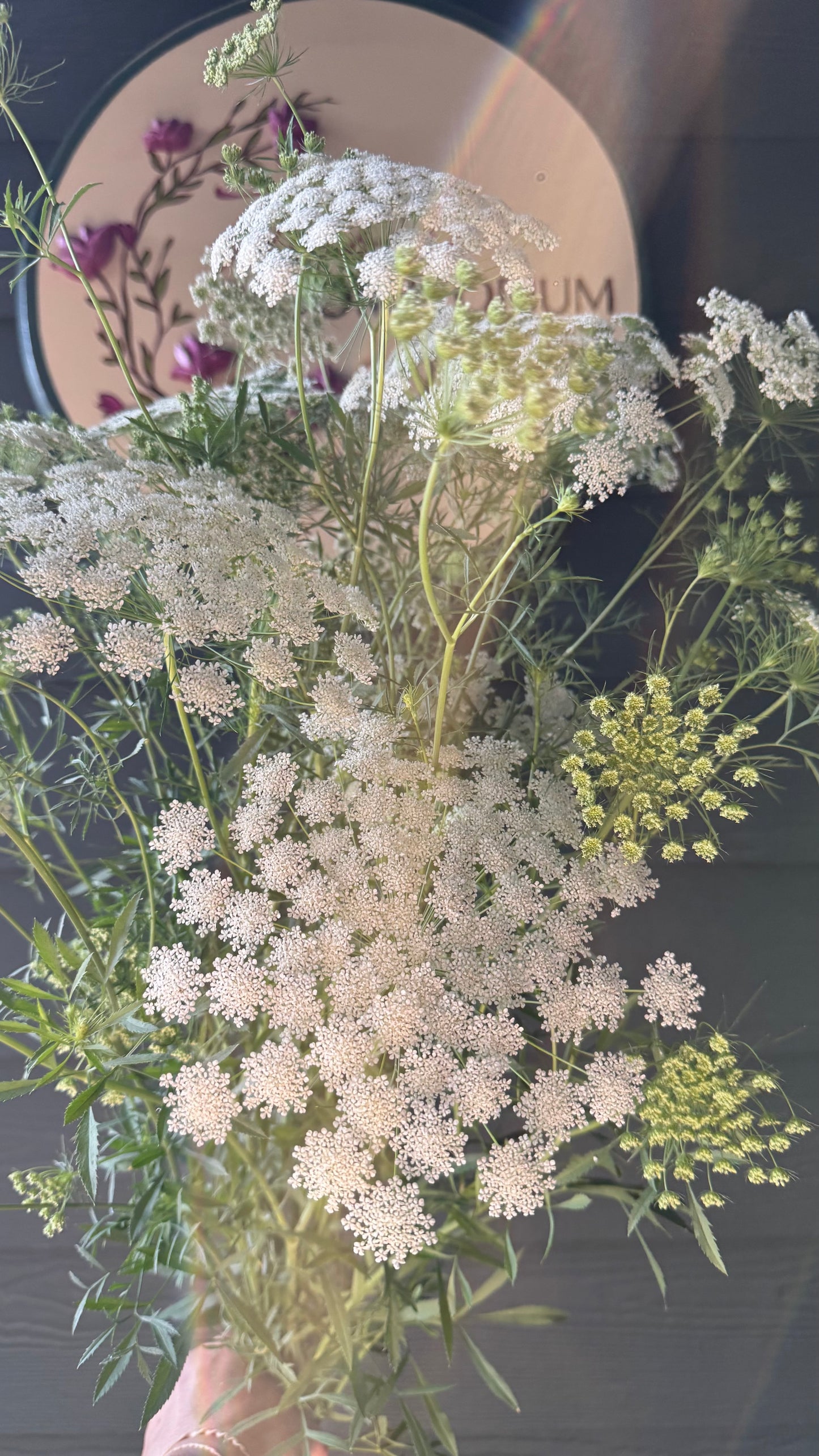 Queen Anne’s Lace