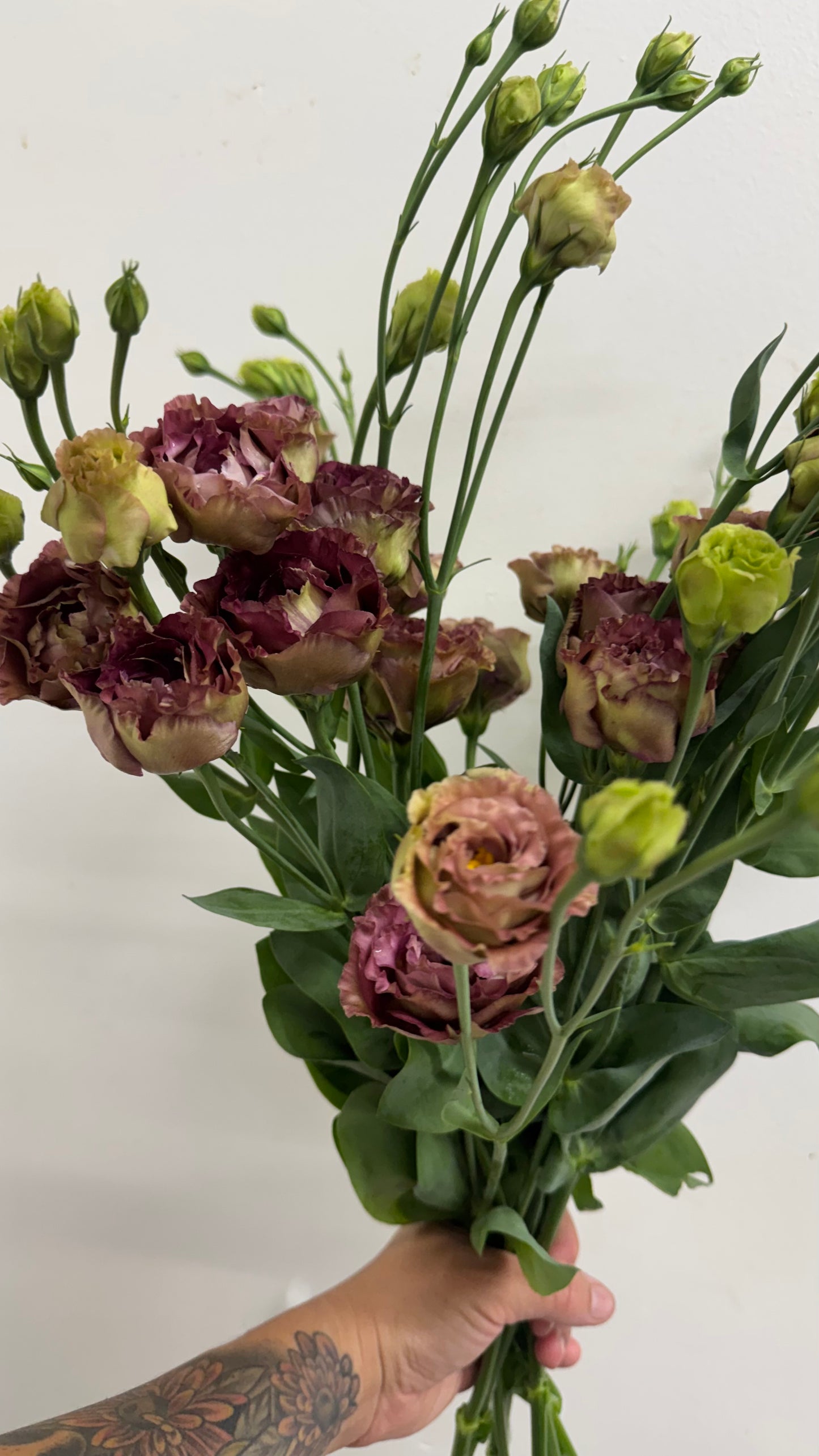 Roseanne Brown Lisianthus