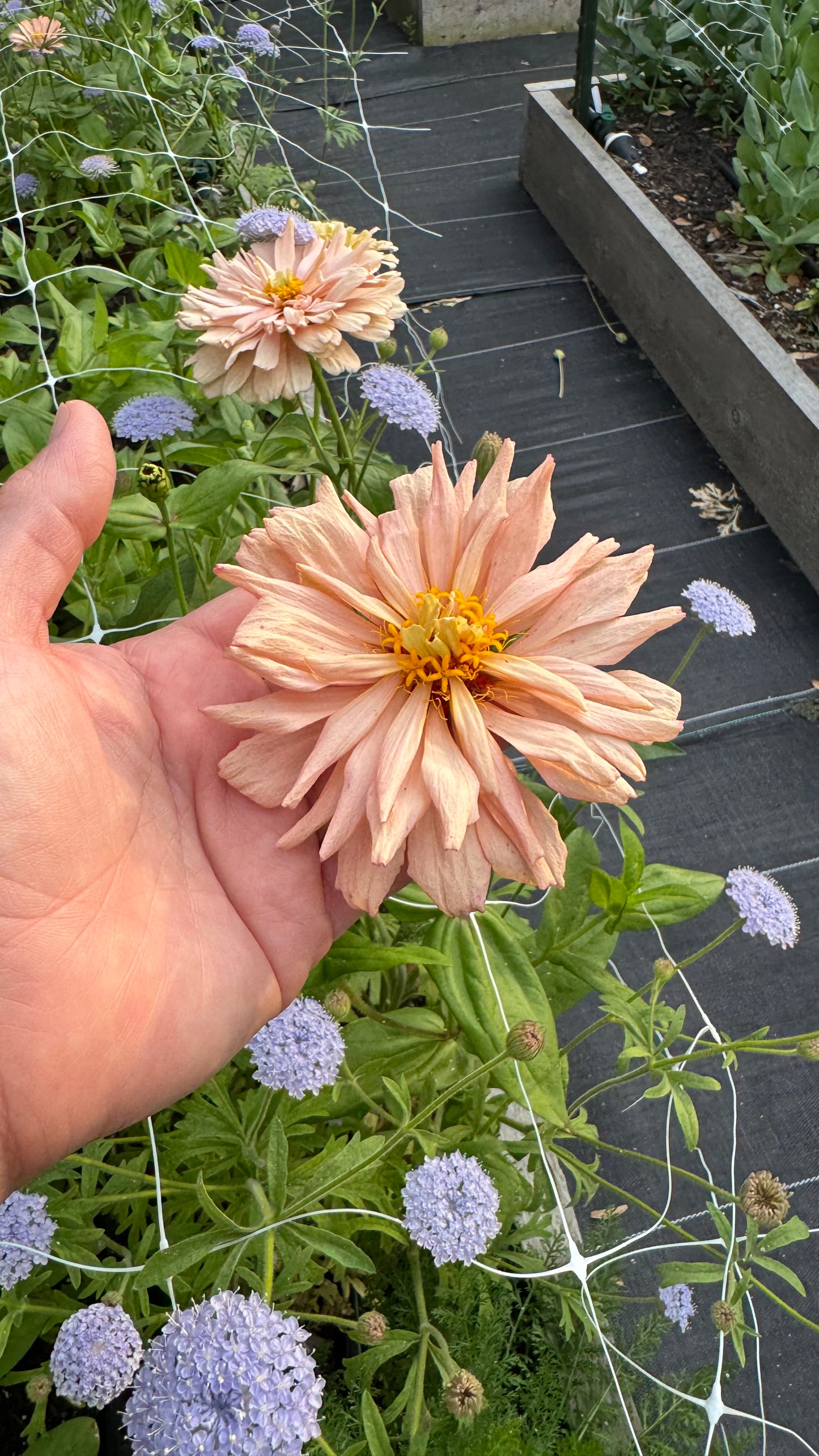 Ballerina zinnias
