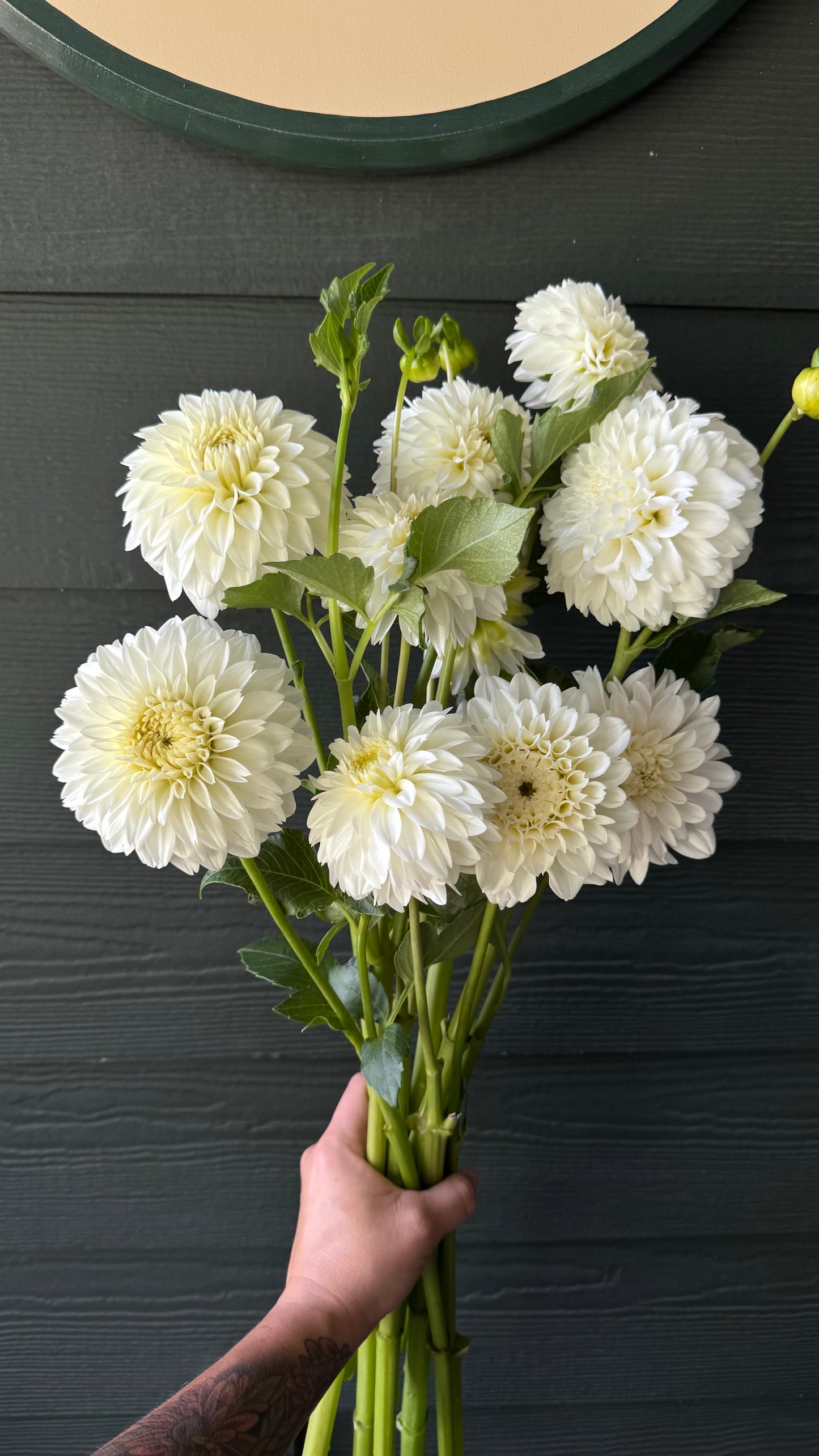 White Dahlia Bunch