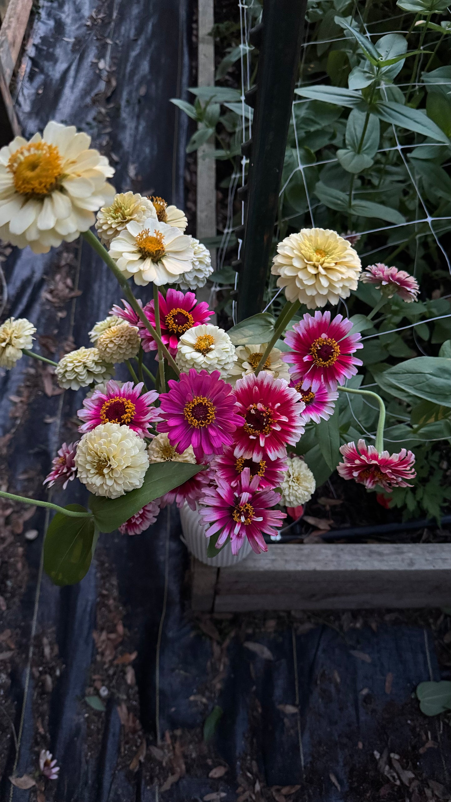 Mazurkia zinnia