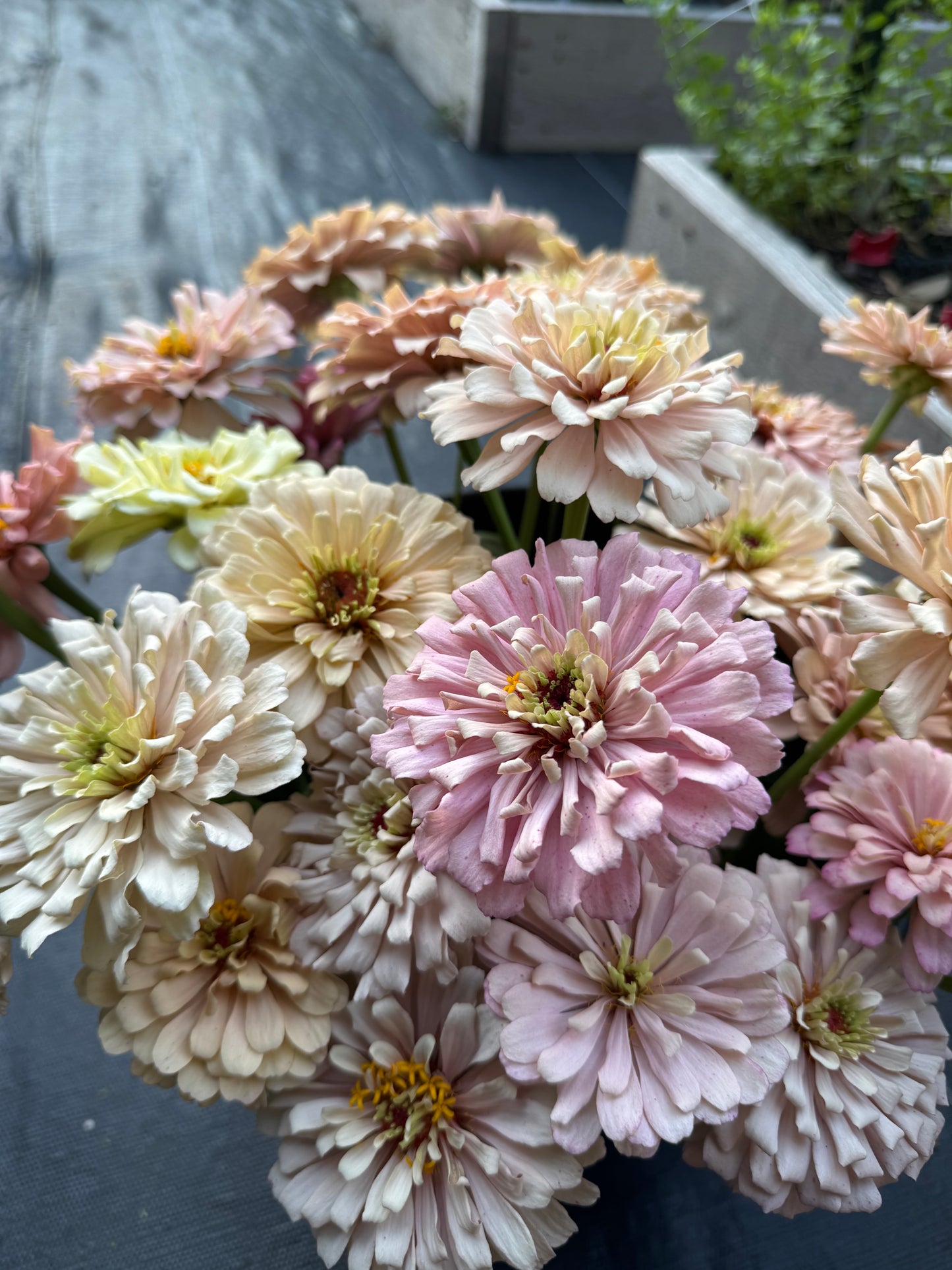 Ballerina zinnias