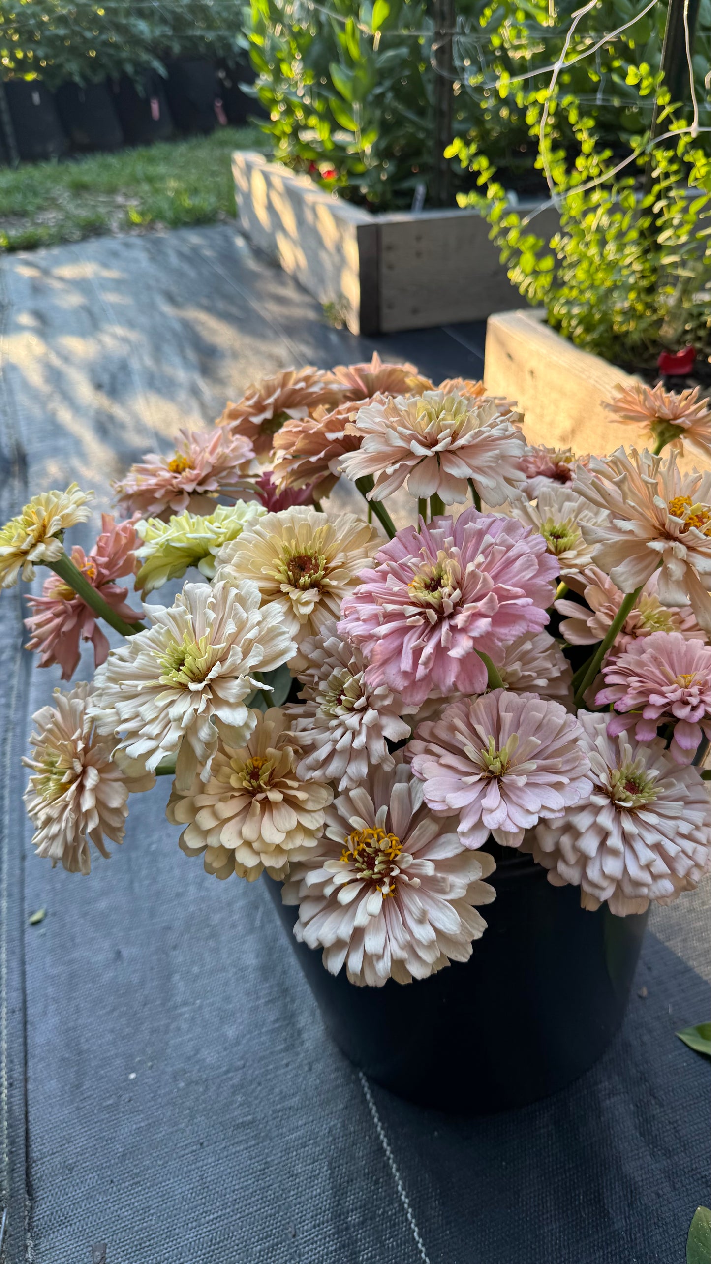 Ballerina zinnias