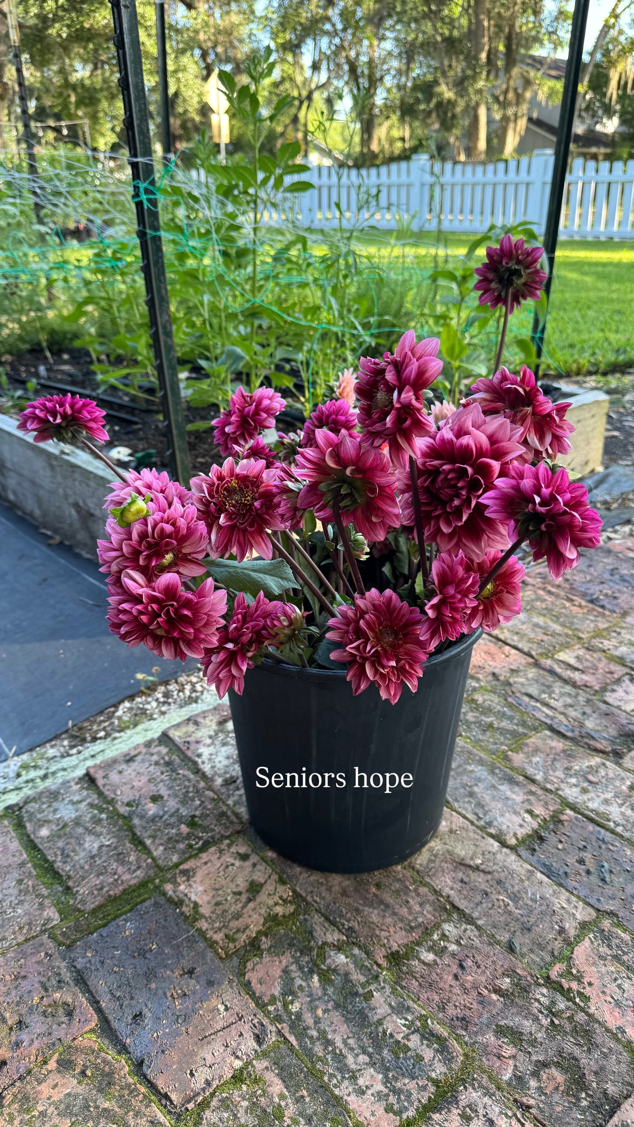 Dahlia - Seniors Hope