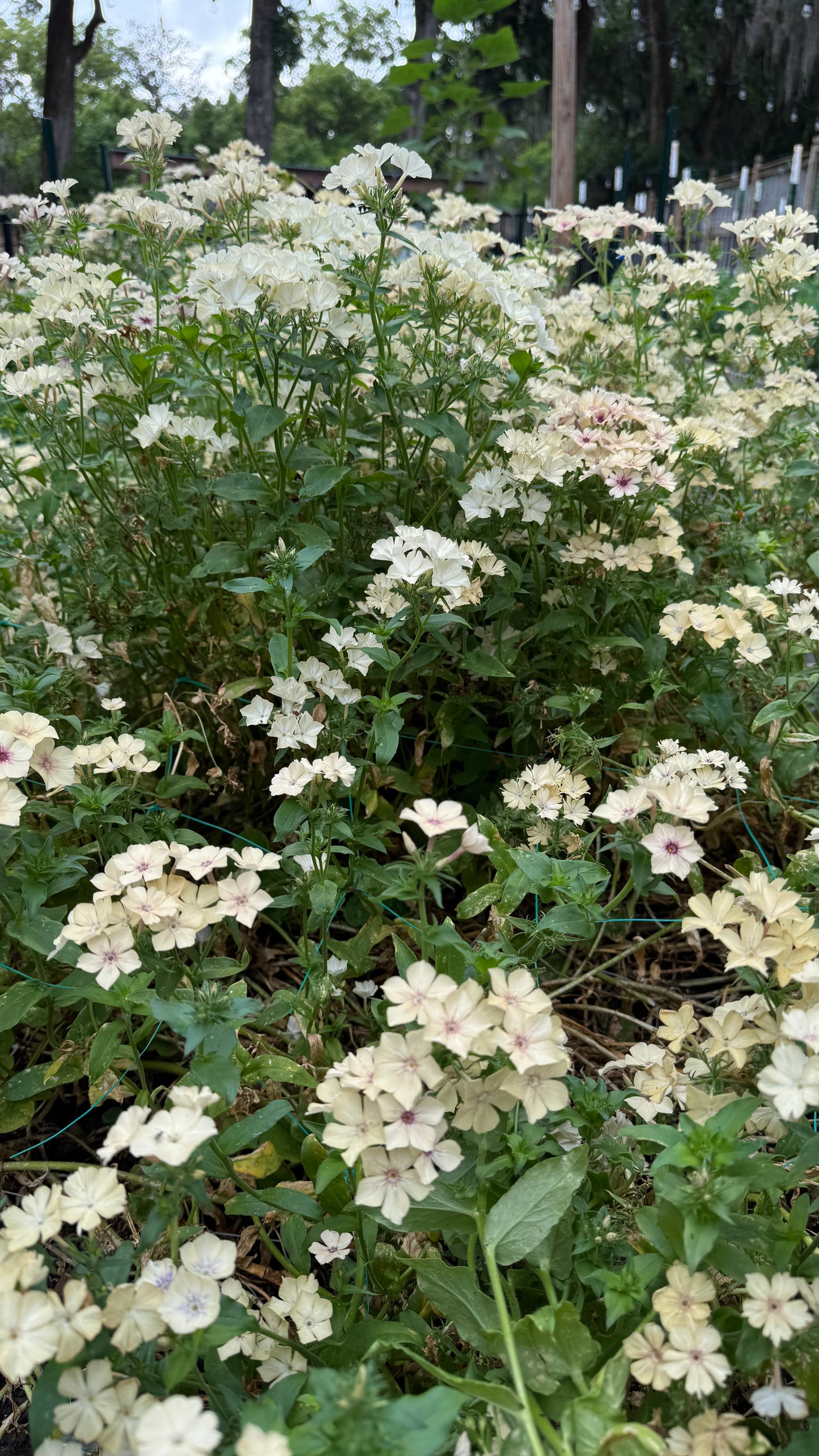 Creme Brulee Phlox