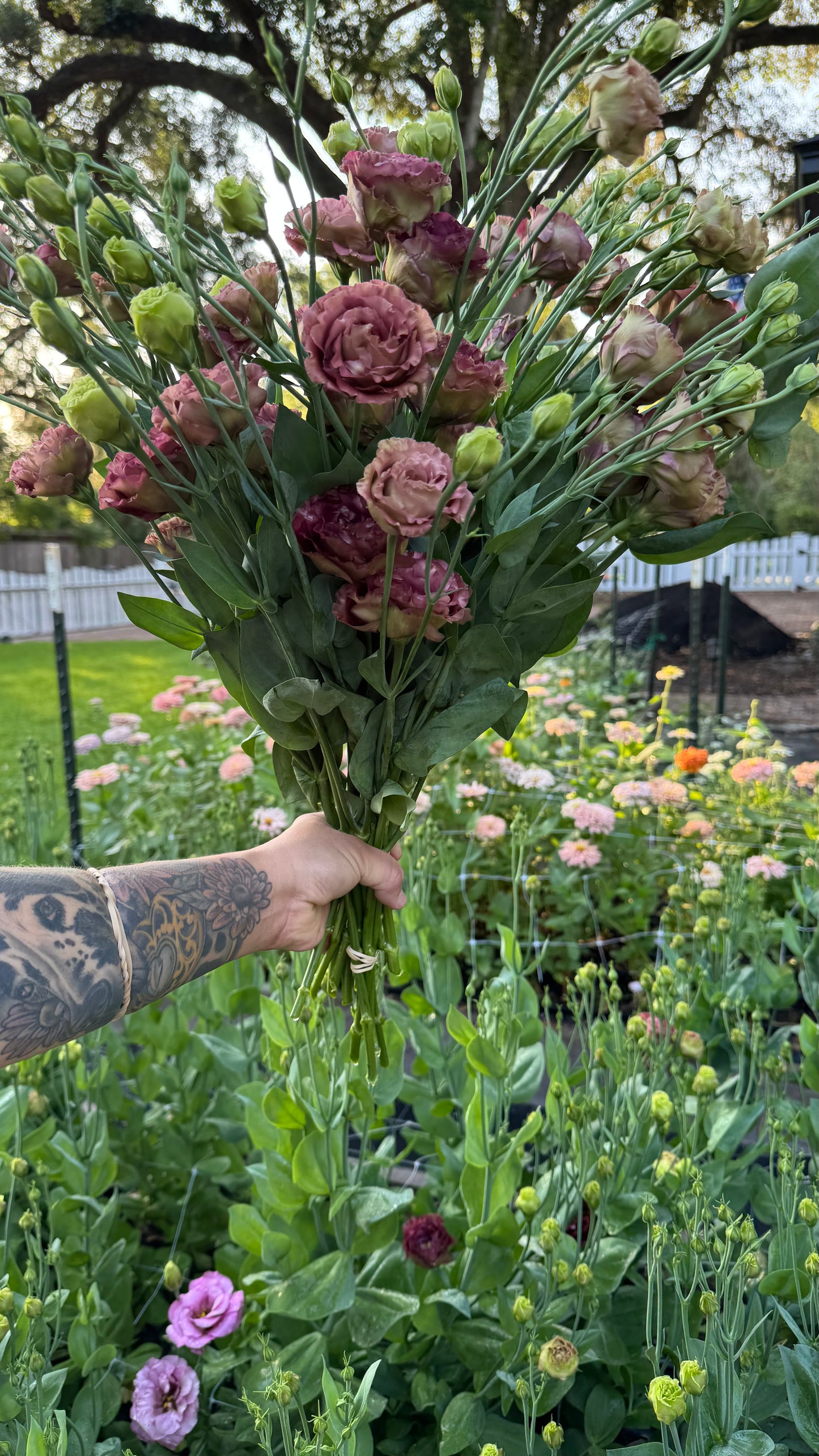 Roseanne Brown Lisianthus