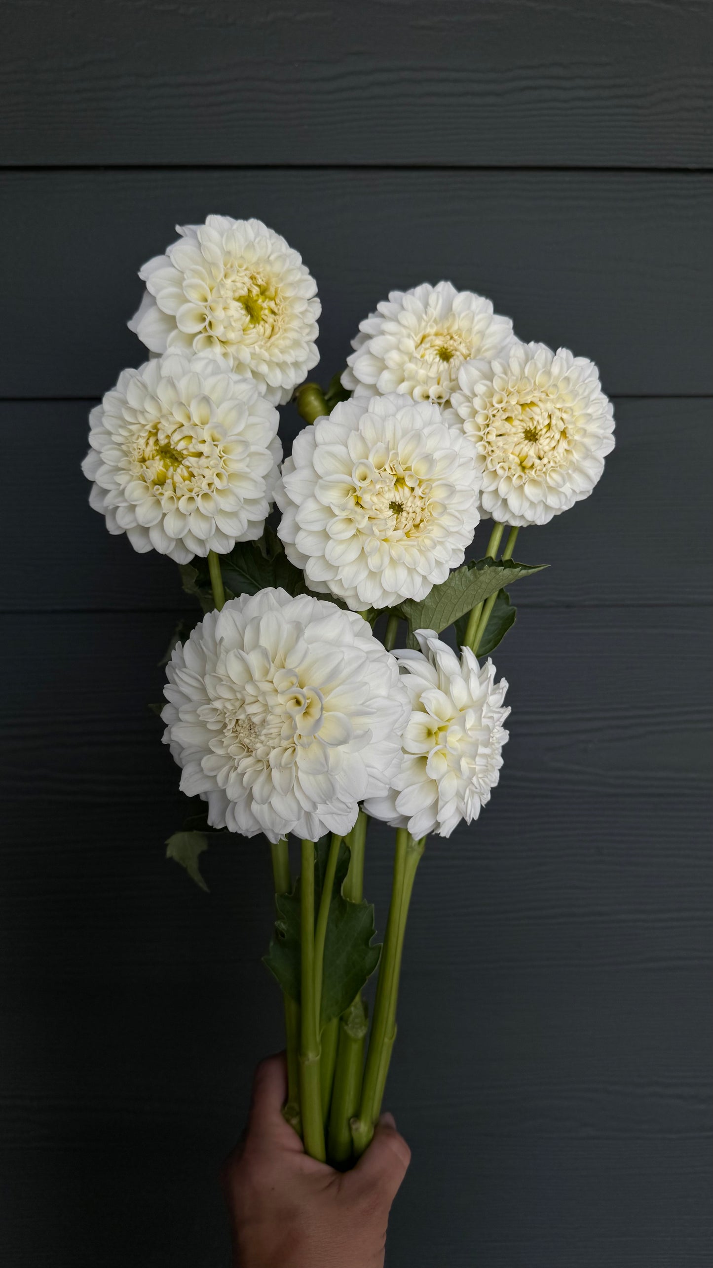 Dahlia - Irish Ruffles