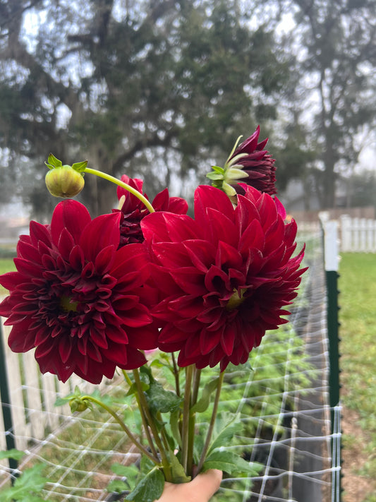 Spartacus Dahlia Tuber