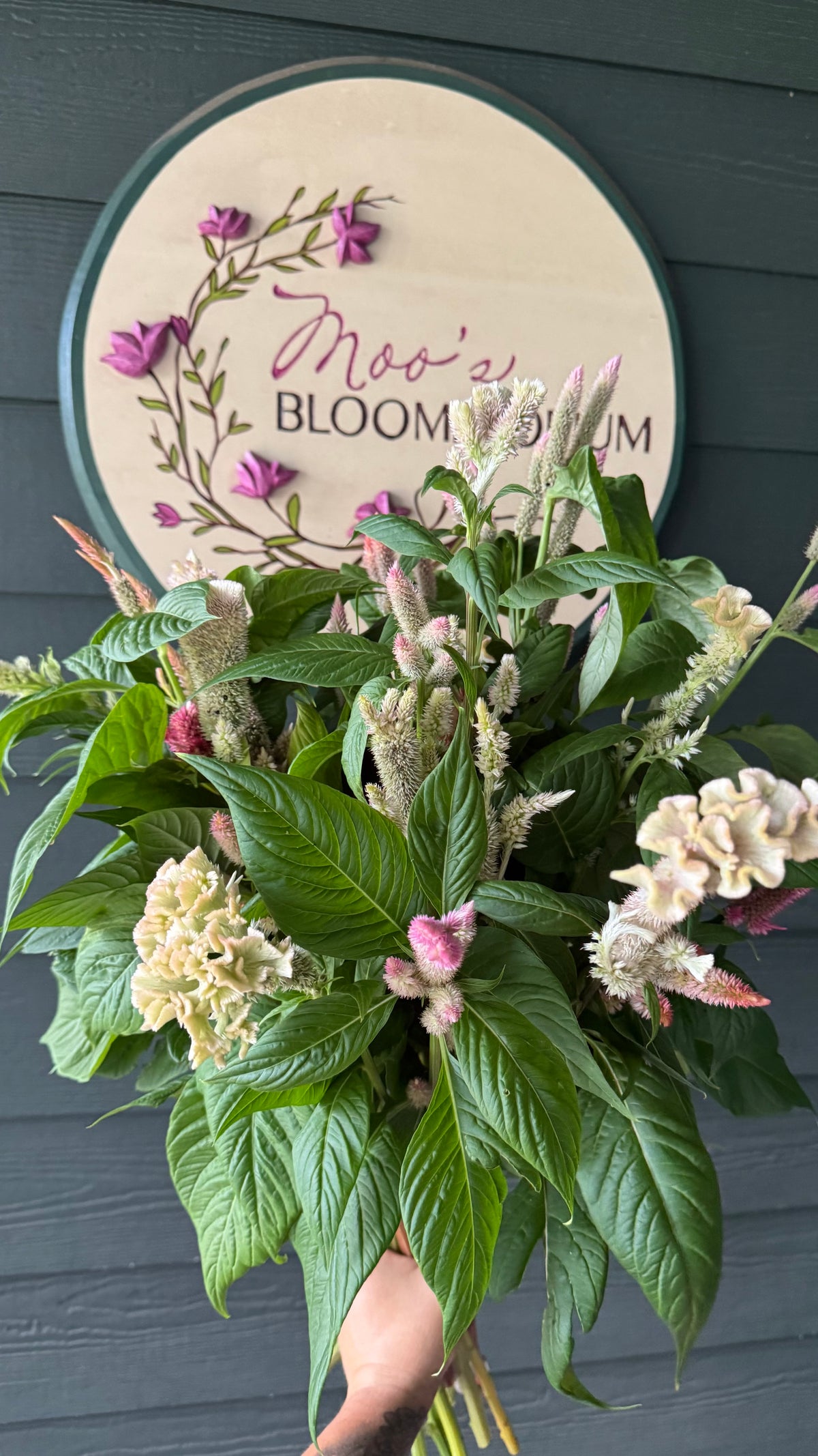 Cockscomb Supercrest Mix Celosia