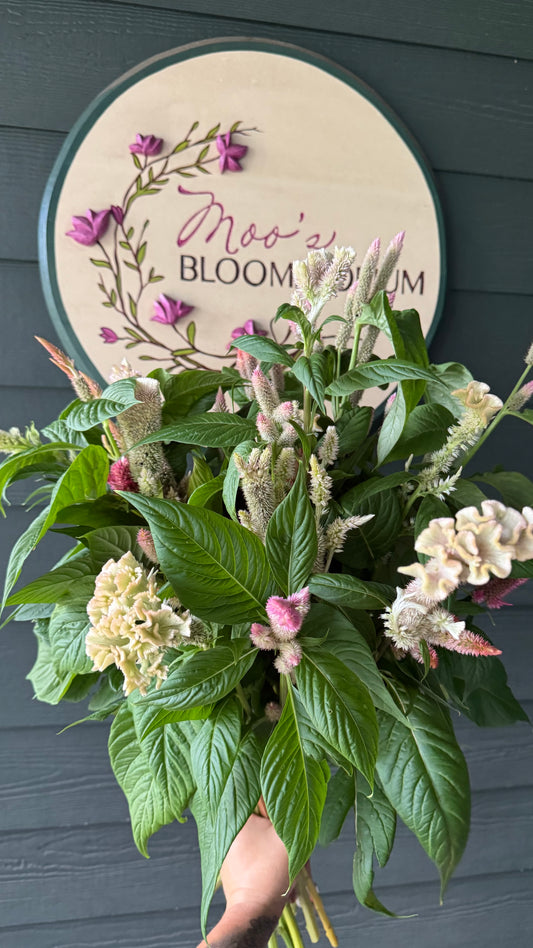 Cockscomb Supercrest Mix Celosia